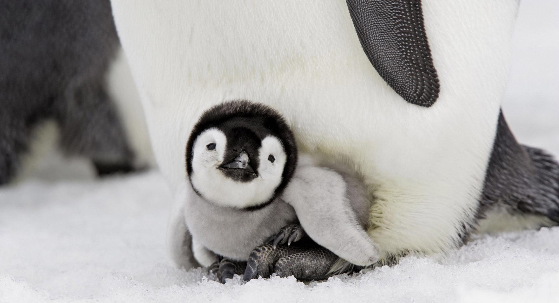 Baby Penguin wallpapers HD quality