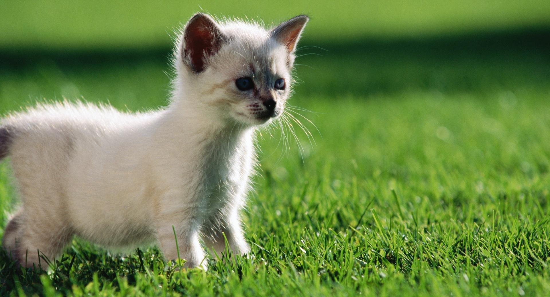 Baby Siamese Kitten at 320 x 480 iPhone size wallpapers HD quality