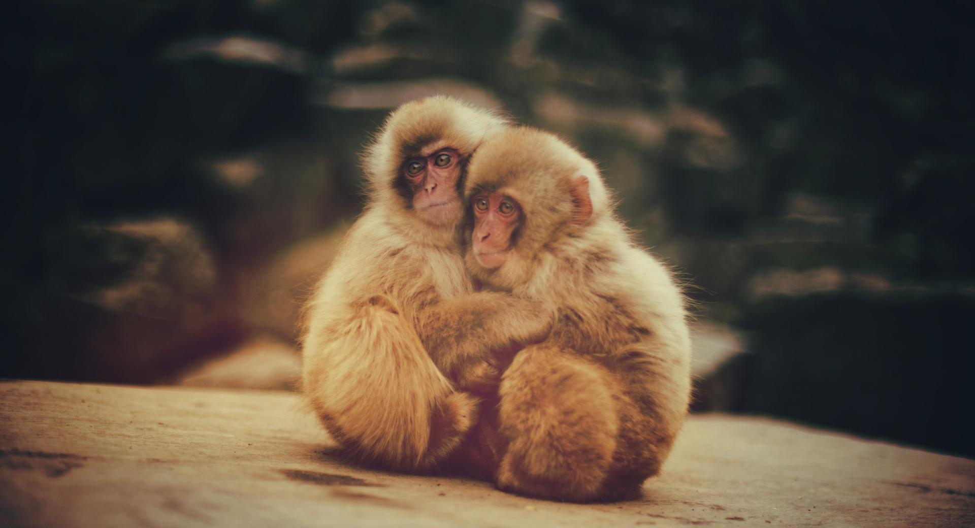 Baby Snow Monkeys at 320 x 480 iPhone size wallpapers HD quality