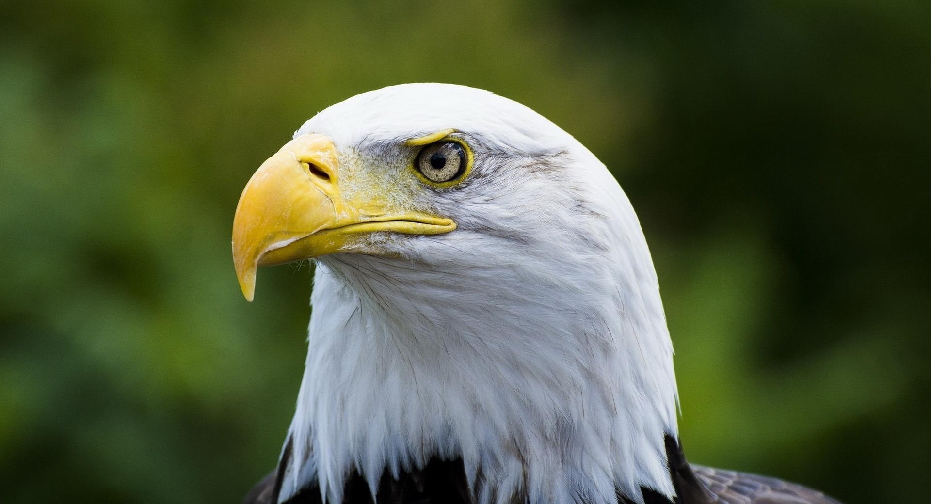 Bald Eagle Yellow Beak at 1600 x 1200 size wallpapers HD quality