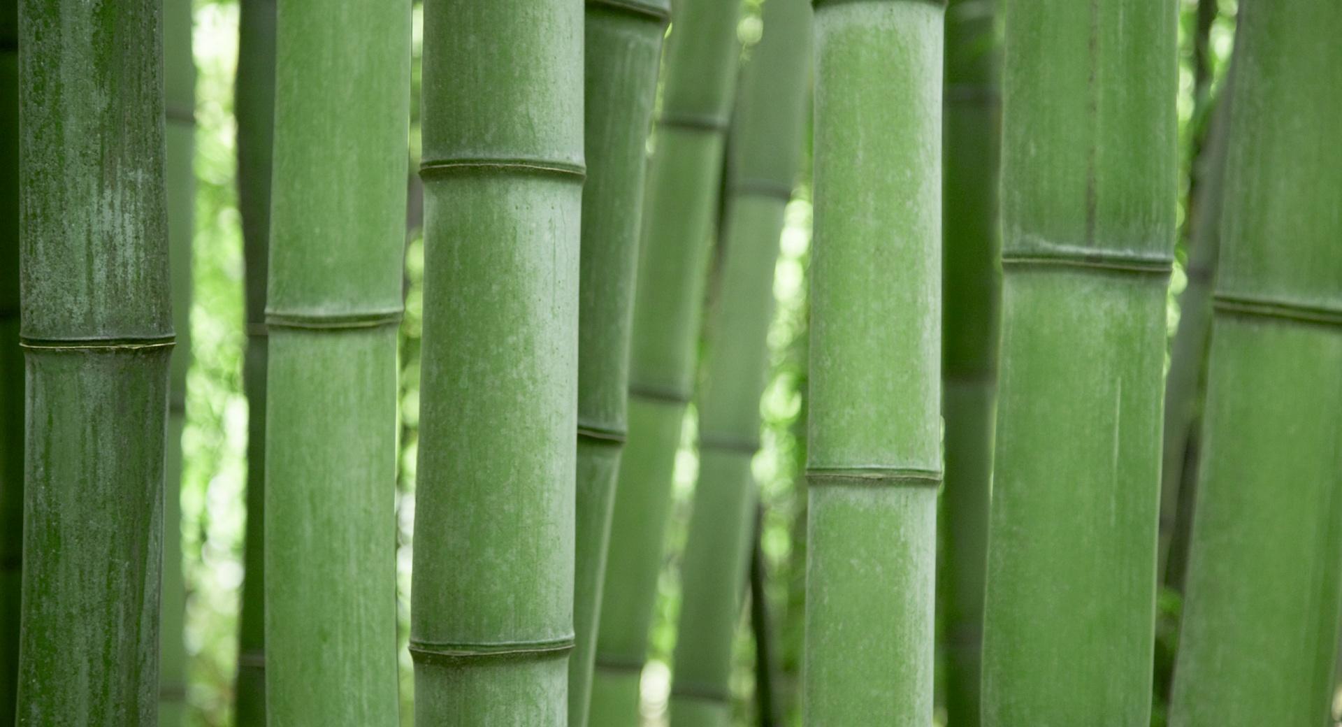 Bamboo Trees at 1280 x 960 size wallpapers HD quality