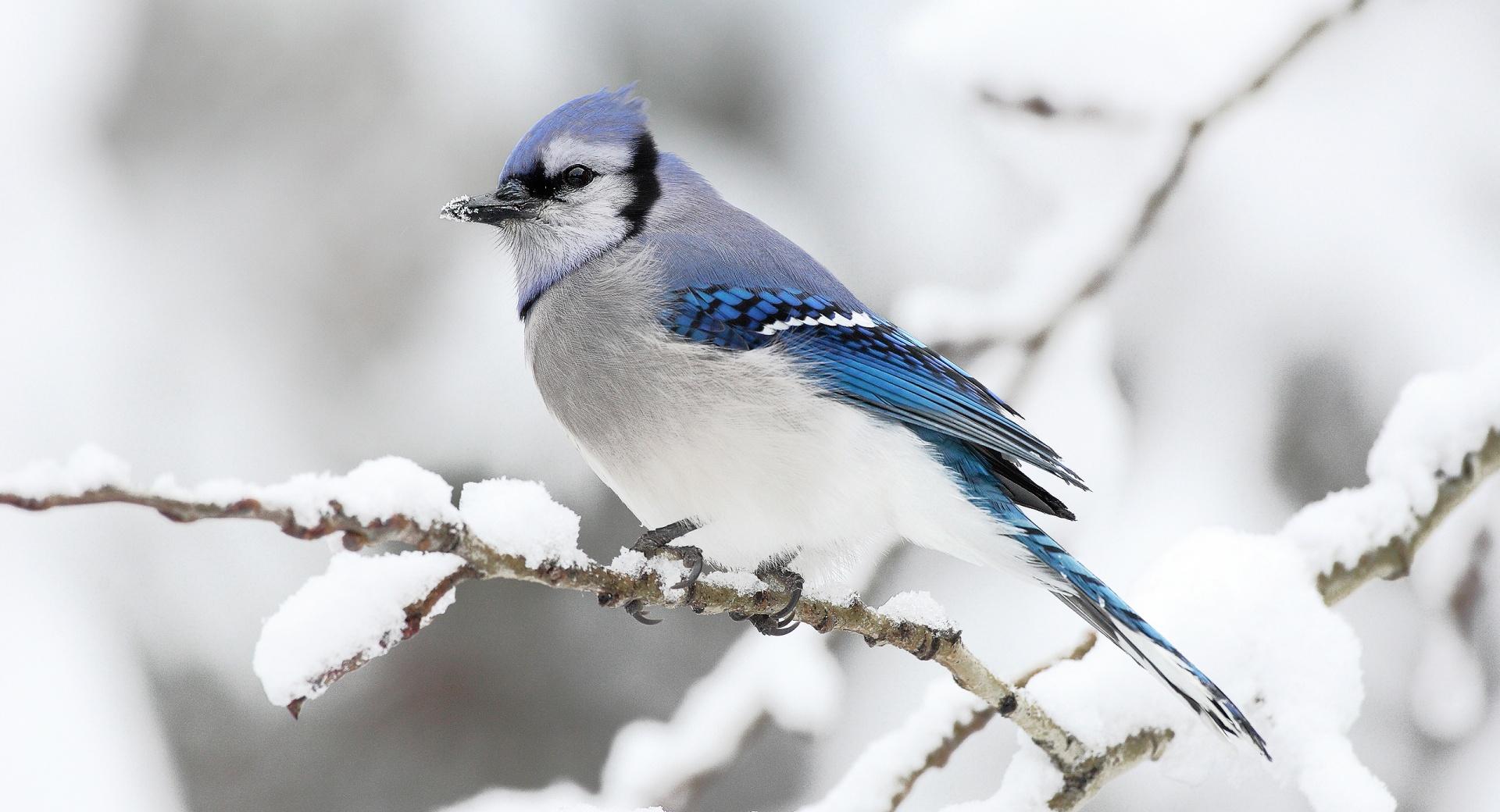 Beautiful Bird Winter at 640 x 1136 iPhone 5 size wallpapers HD quality