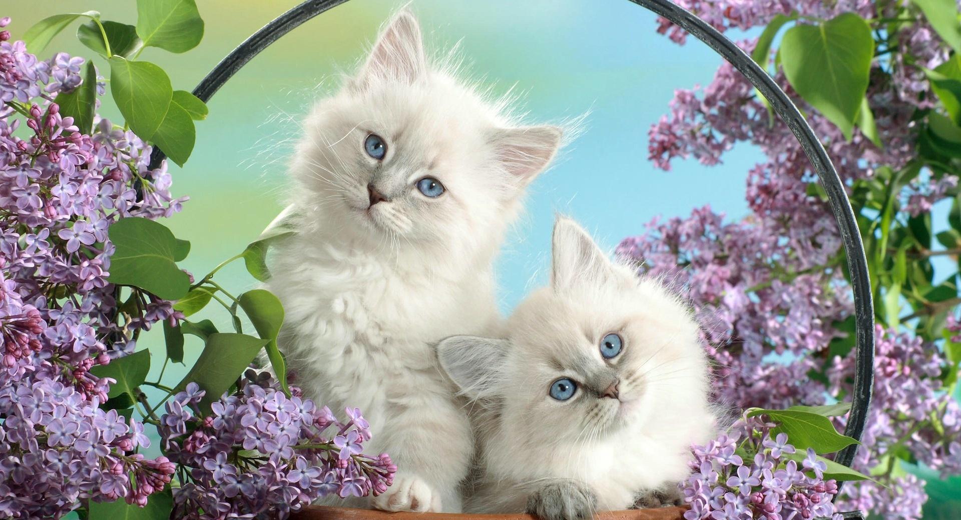 Beautiful Burmese Kittens at 1024 x 1024 iPad size wallpapers HD quality