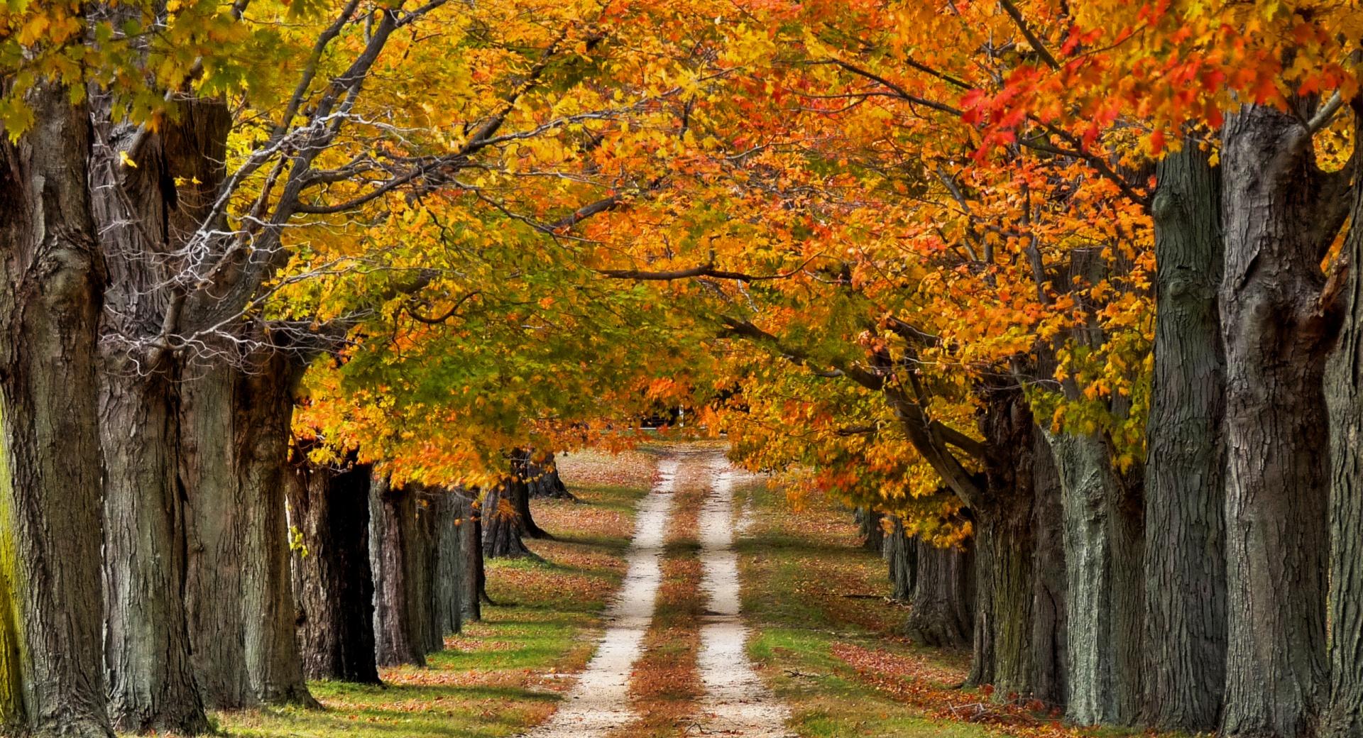 Beautiful Country Road at 640 x 1136 iPhone 5 size wallpapers HD quality