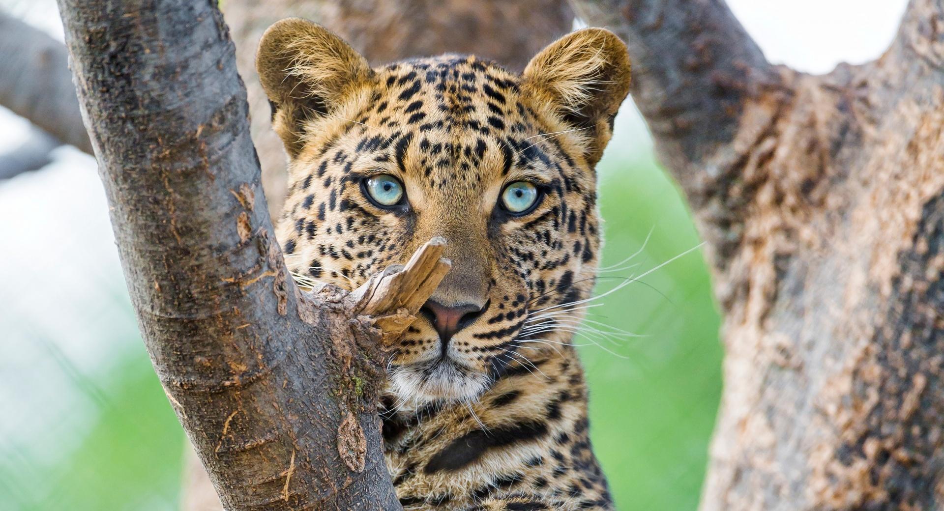 Beautiful Leopard at 1280 x 960 size wallpapers HD quality