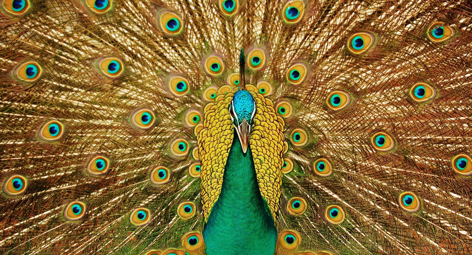 Beautiful Peacock at 2048 x 2048 iPad size wallpapers HD quality
