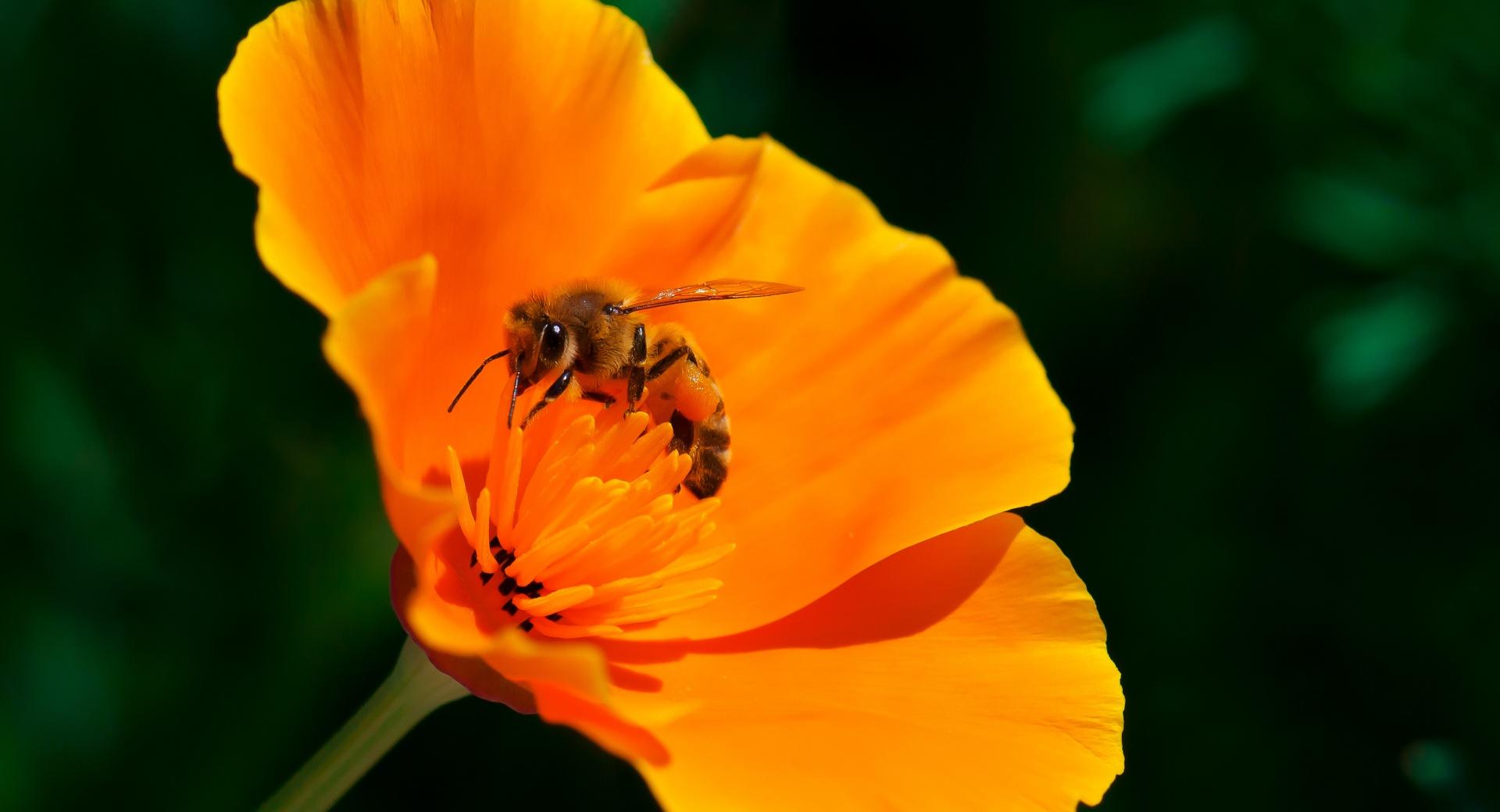 Bee, California Poppy Flower at 320 x 480 iPhone size wallpapers HD quality