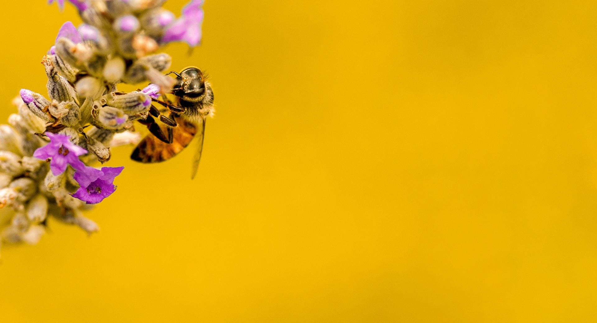 Bee, Lavender Plant, Yellow Background at 1600 x 1200 size wallpapers HD quality