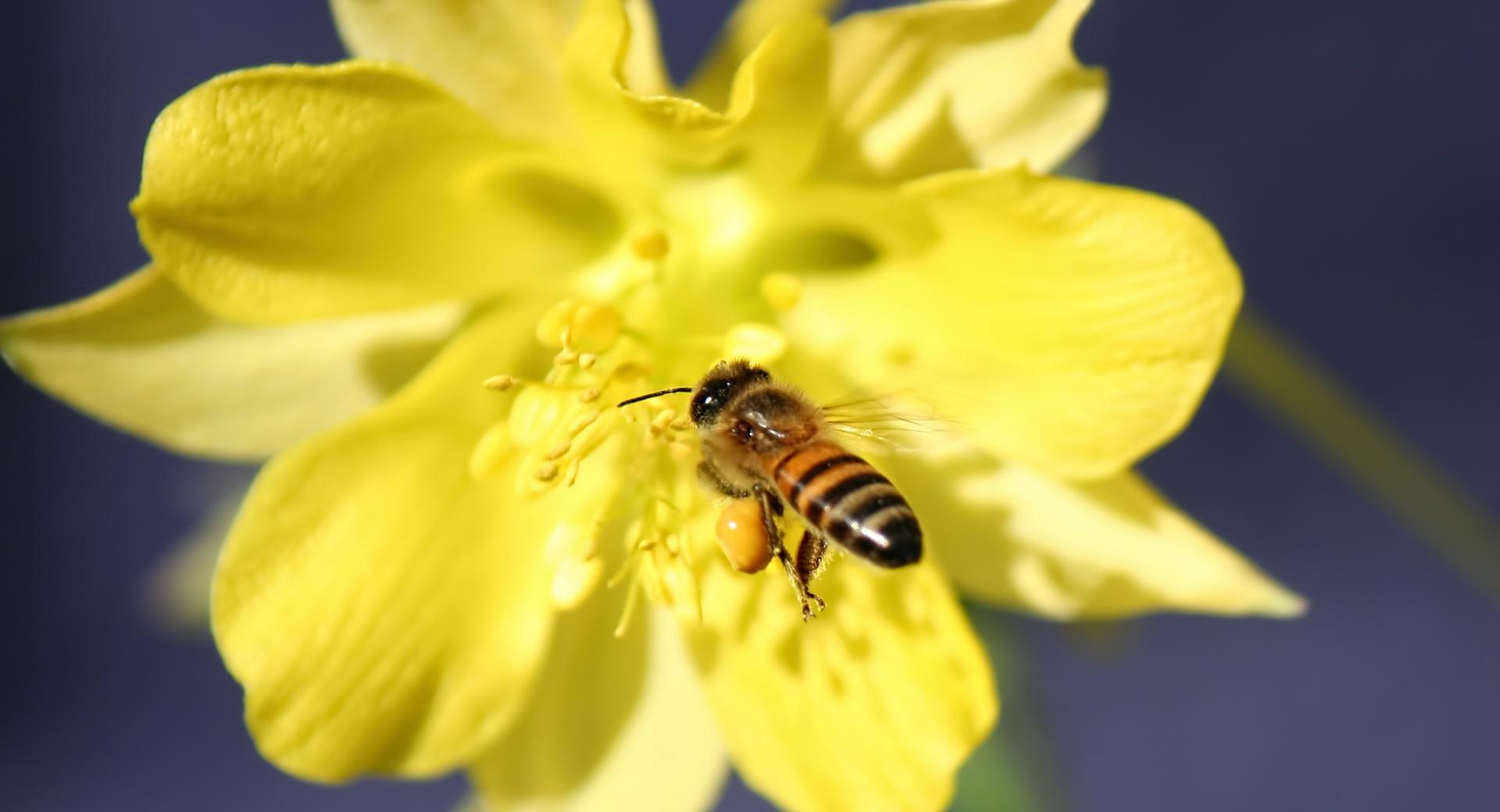 Bee Collecting Pollen wallpapers HD quality