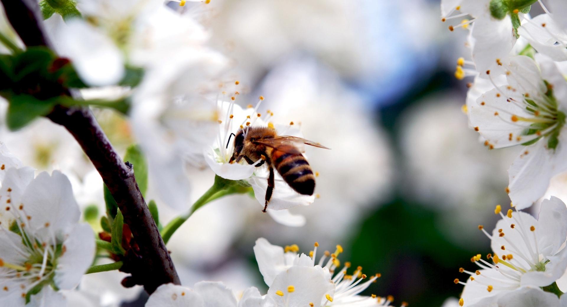 Bee On Cherry Flower at 640 x 1136 iPhone 5 size wallpapers HD quality