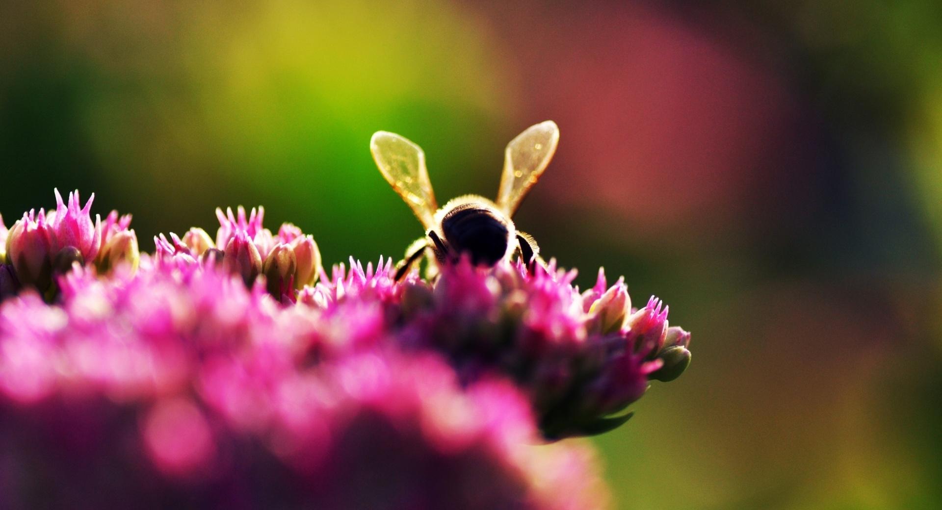 Bee On Pink Flowers, Macro at 1152 x 864 size wallpapers HD quality