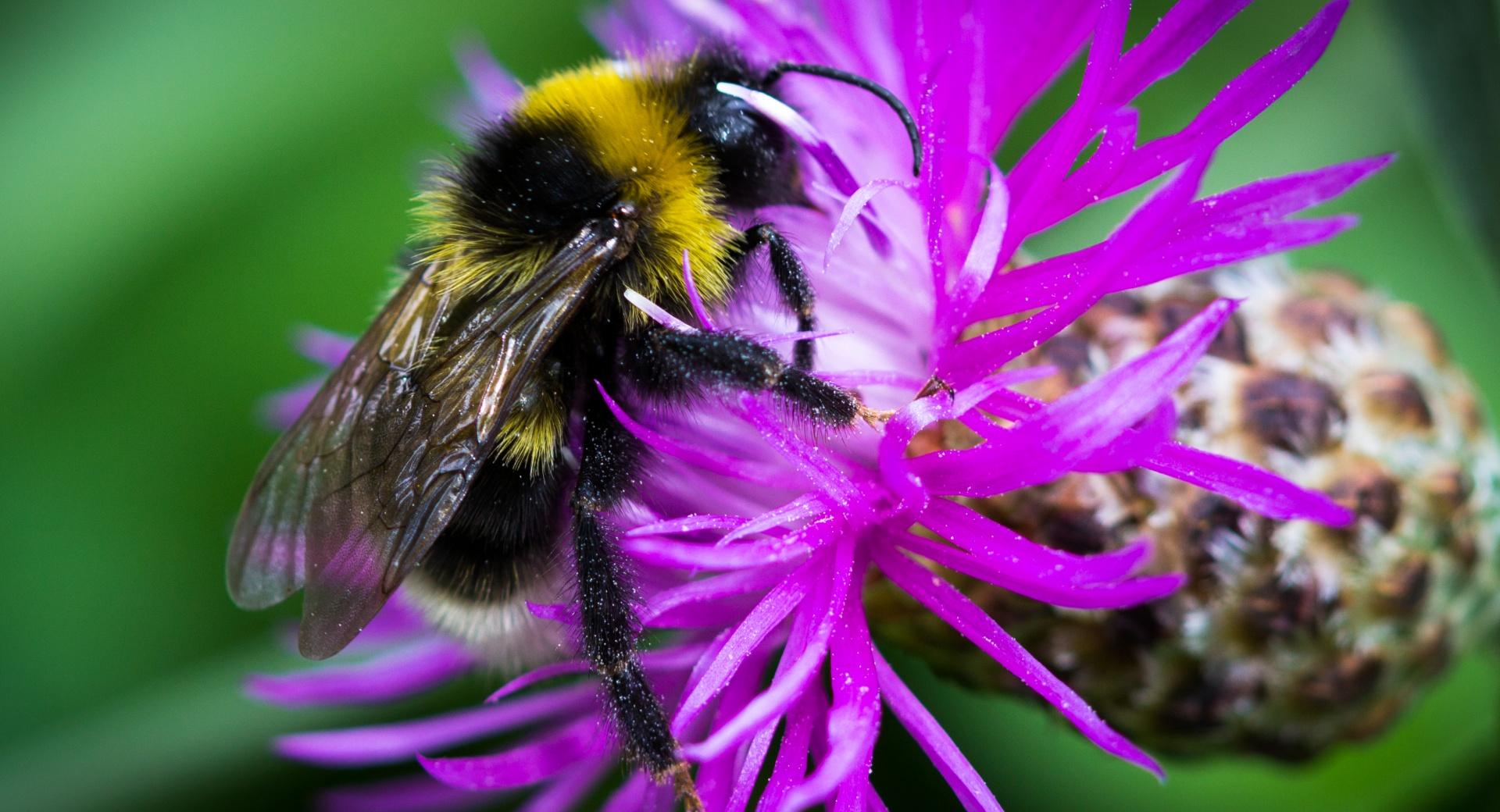 Bee on the Flower at 1152 x 864 size wallpapers HD quality