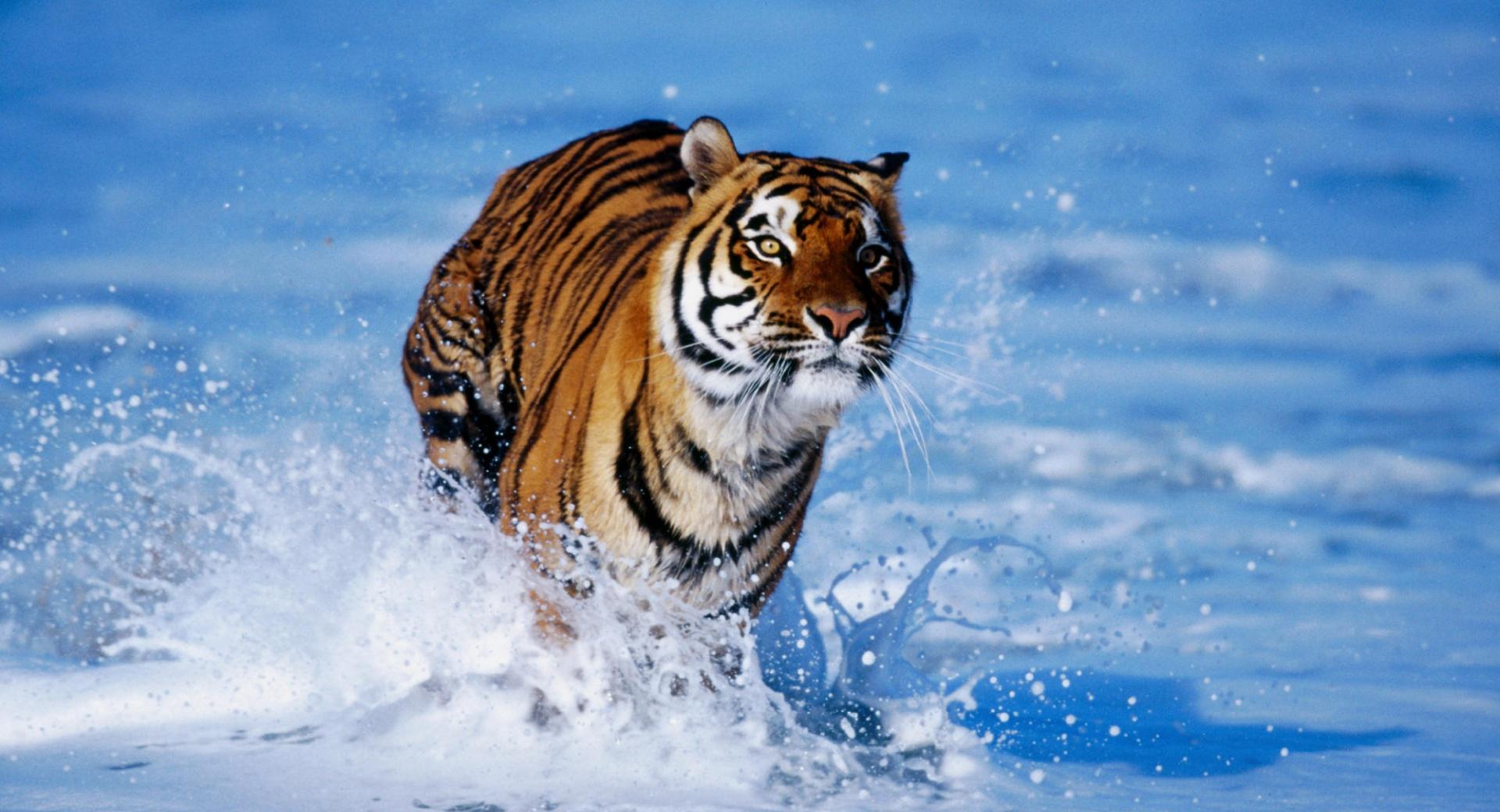 Bengal Tiger Panthera Tigris Tigris at 1024 x 1024 iPad size wallpapers HD quality