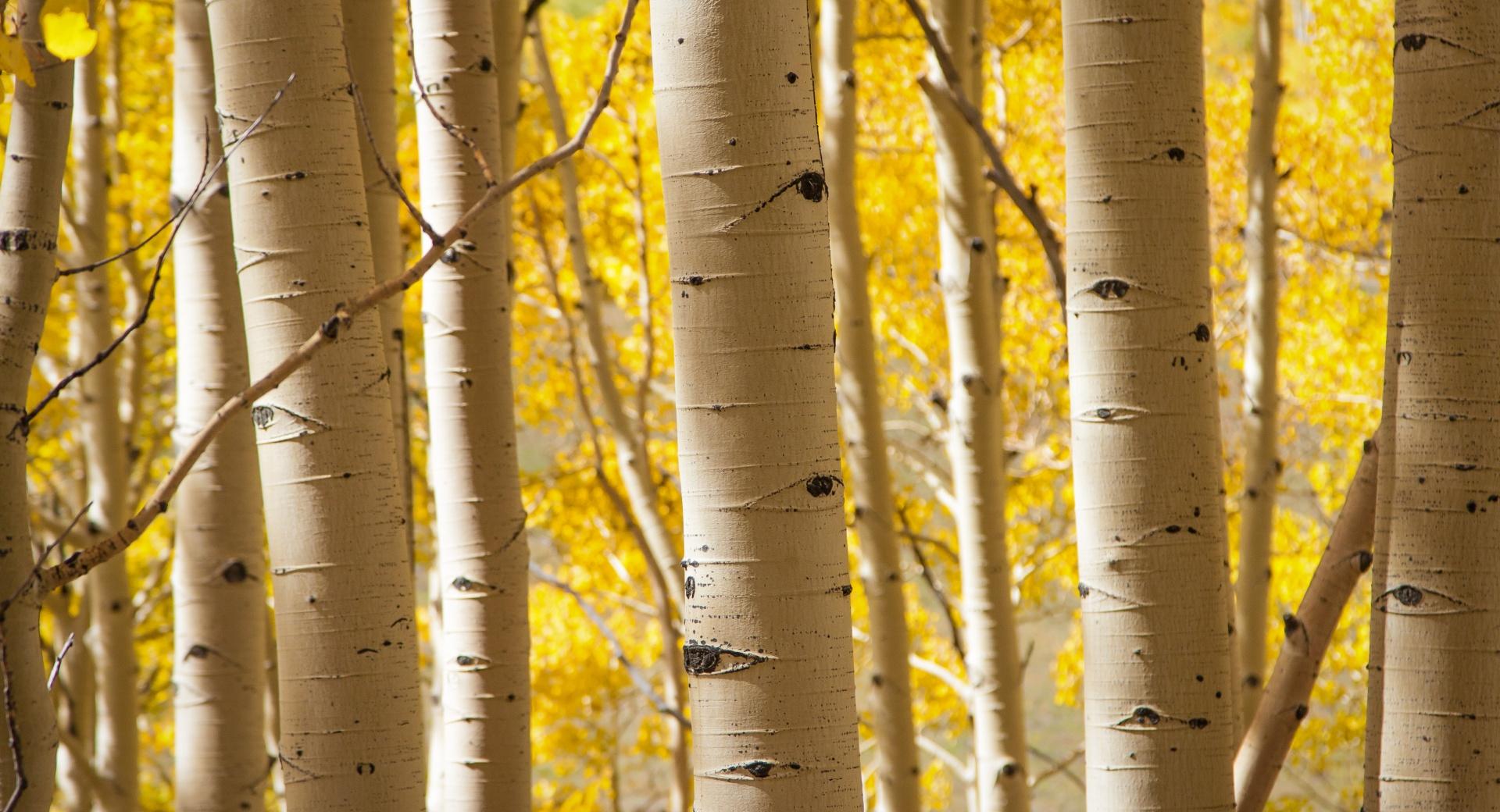 Birch Trees at 1334 x 750 iPhone 7 size wallpapers HD quality