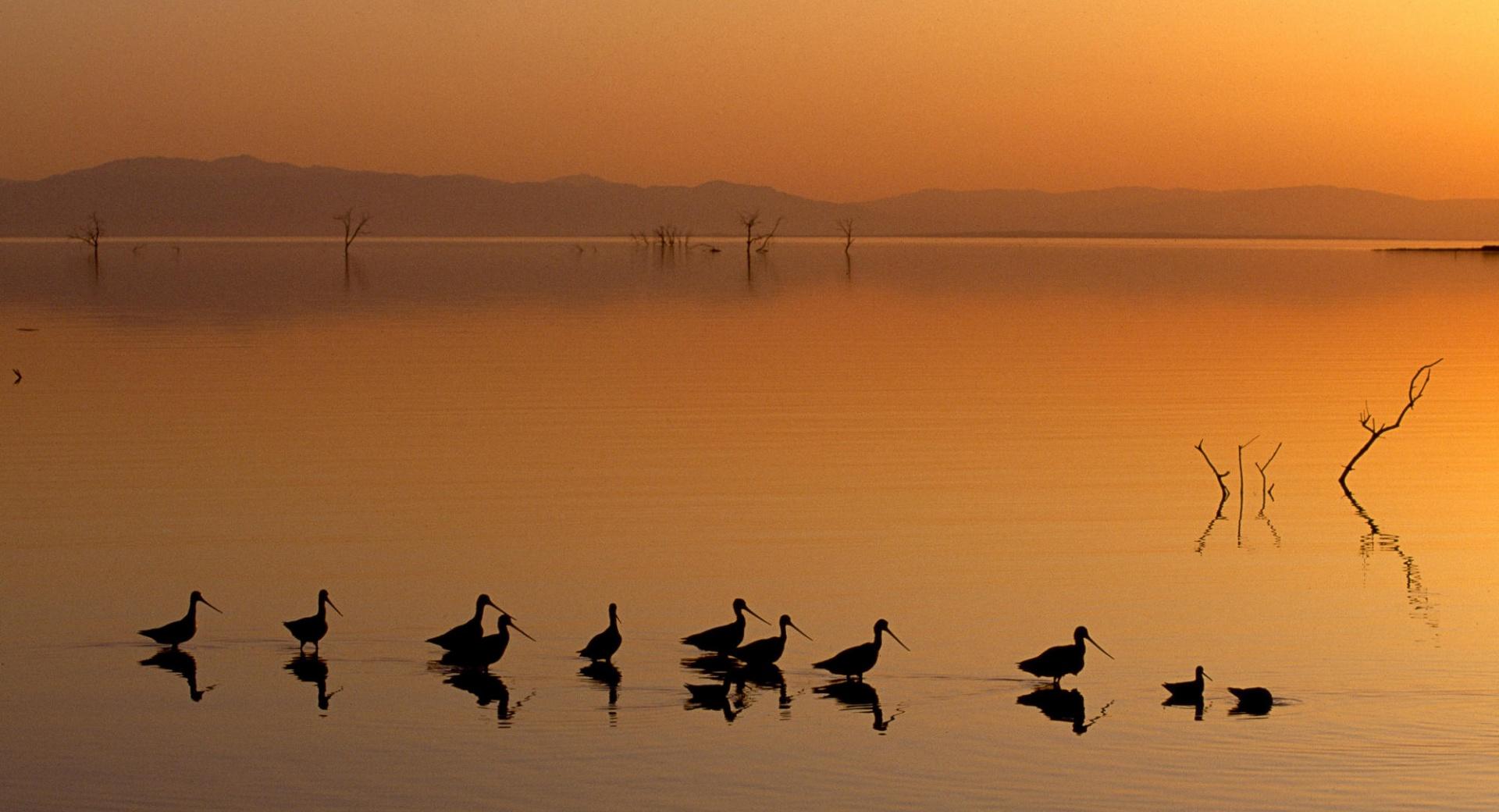 Birds On The Lake at 640 x 960 iPhone 4 size wallpapers HD quality