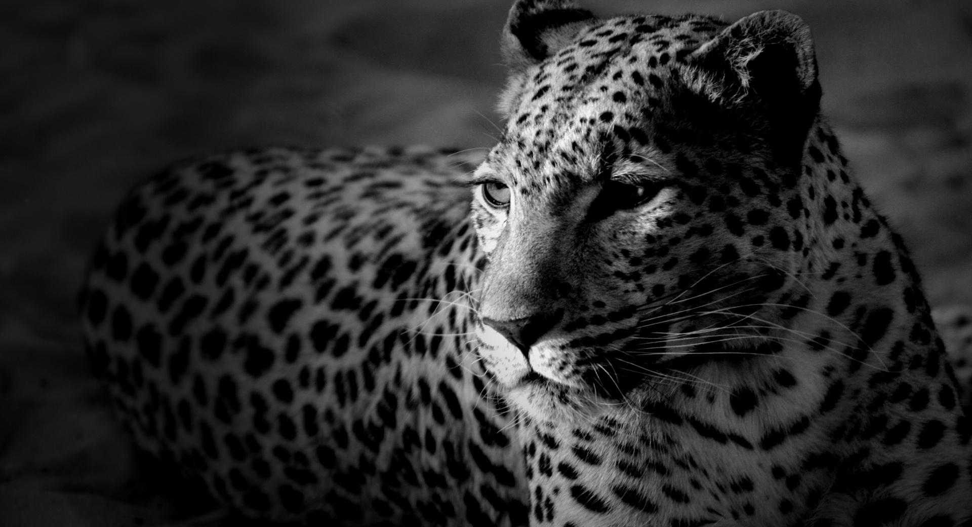 Black And White Jaguar at 320 x 480 iPhone size wallpapers HD quality