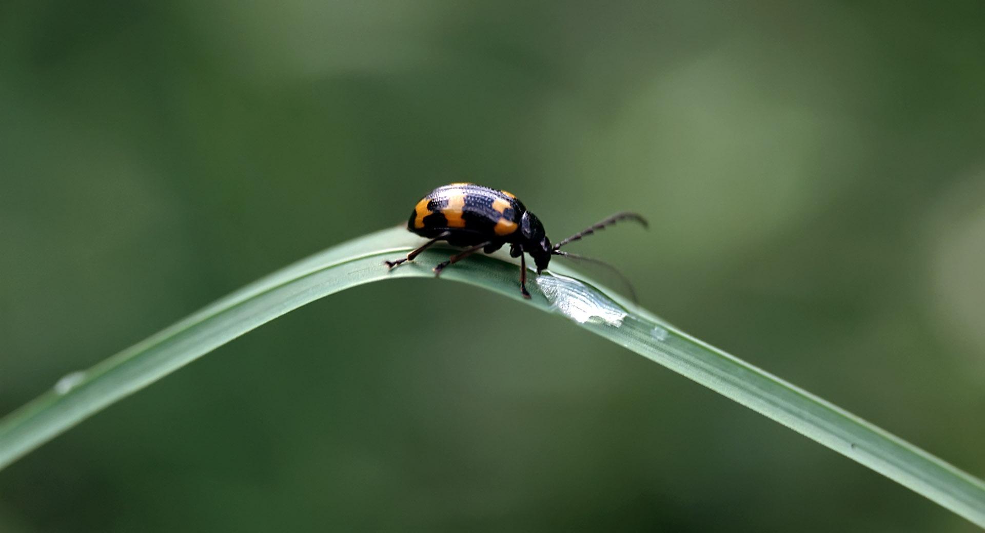 Black Beetles With Orange Spots at 1152 x 864 size wallpapers HD quality