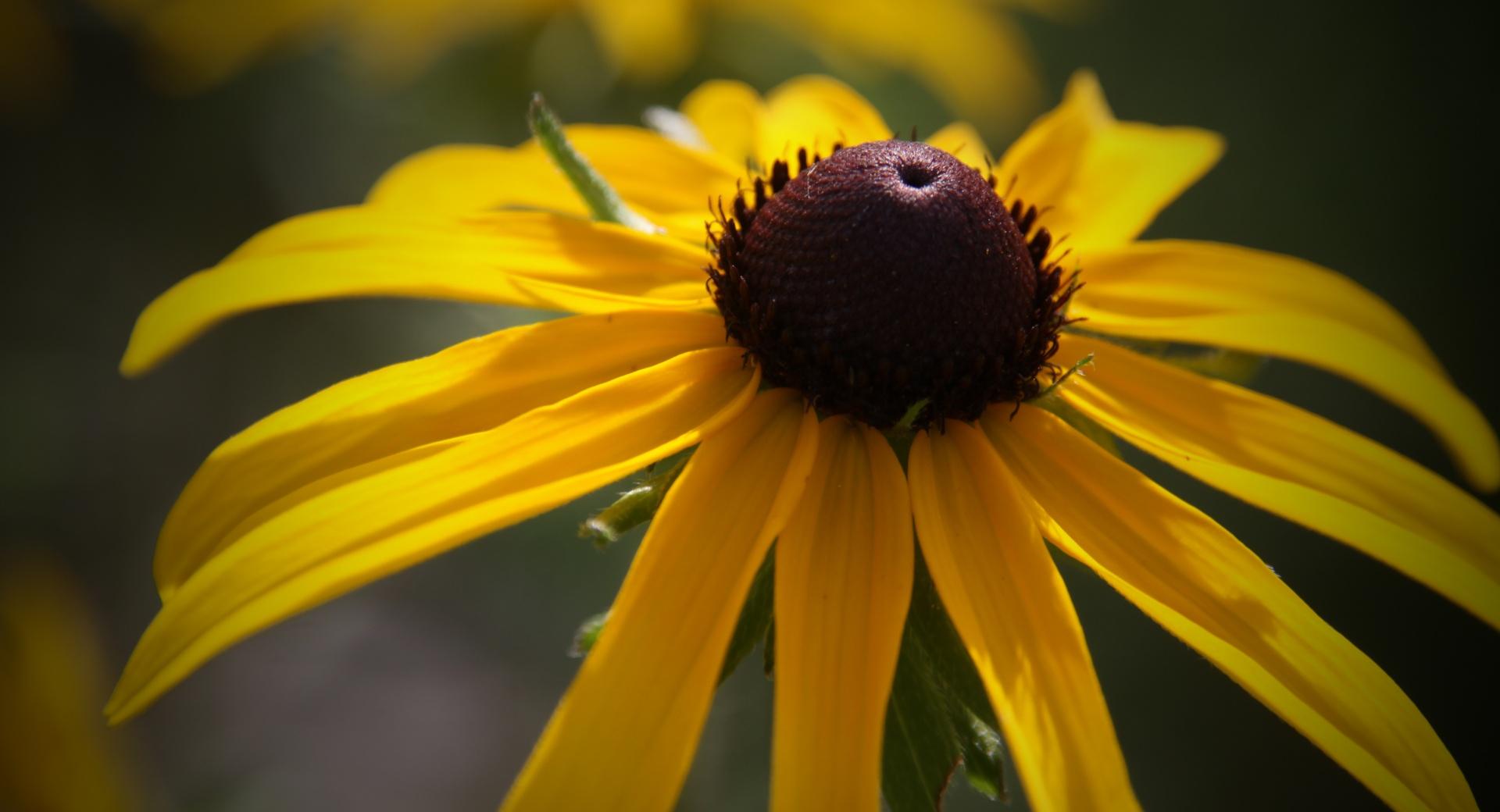 Black Eyed Susan Flower at 1600 x 1200 size wallpapers HD quality