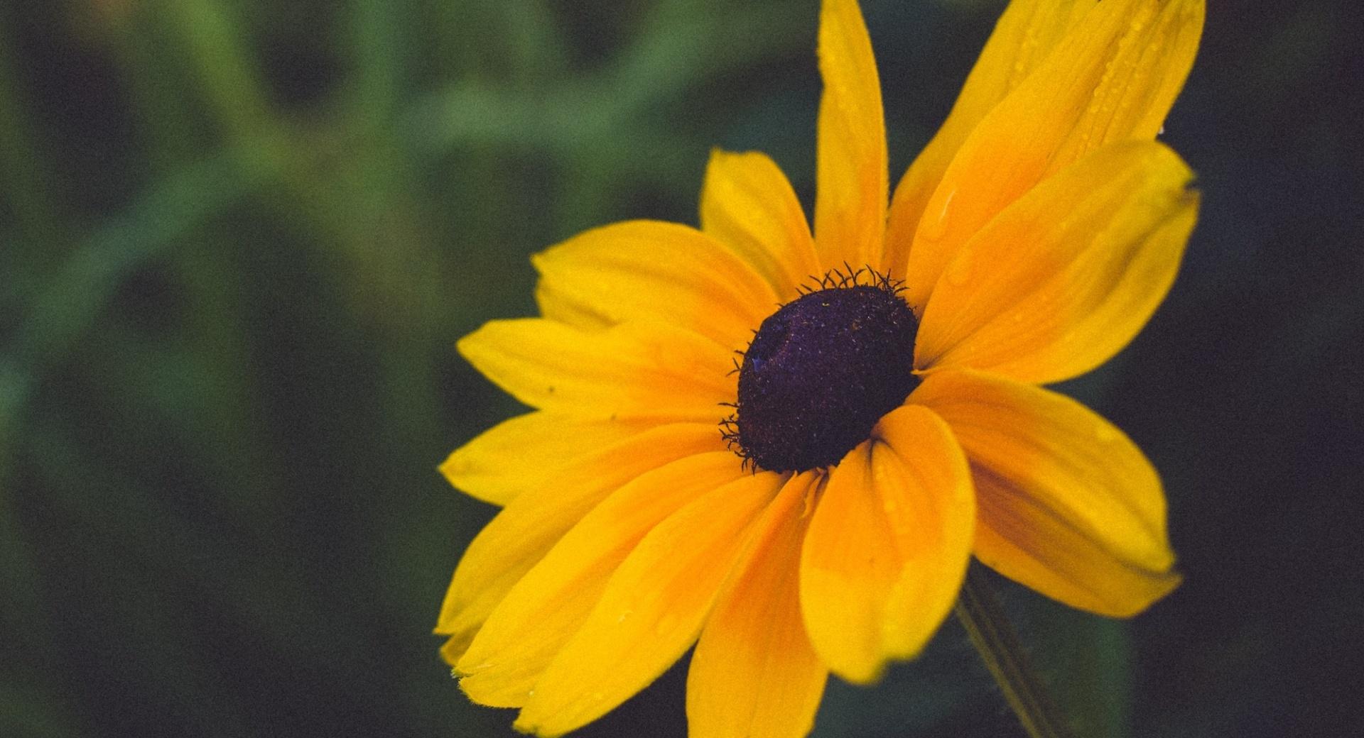 Blackeyed Susan Flower at 1152 x 864 size wallpapers HD quality