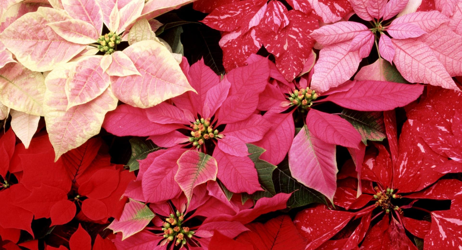 Blooming Poinsettias at 2048 x 2048 iPad size wallpapers HD quality