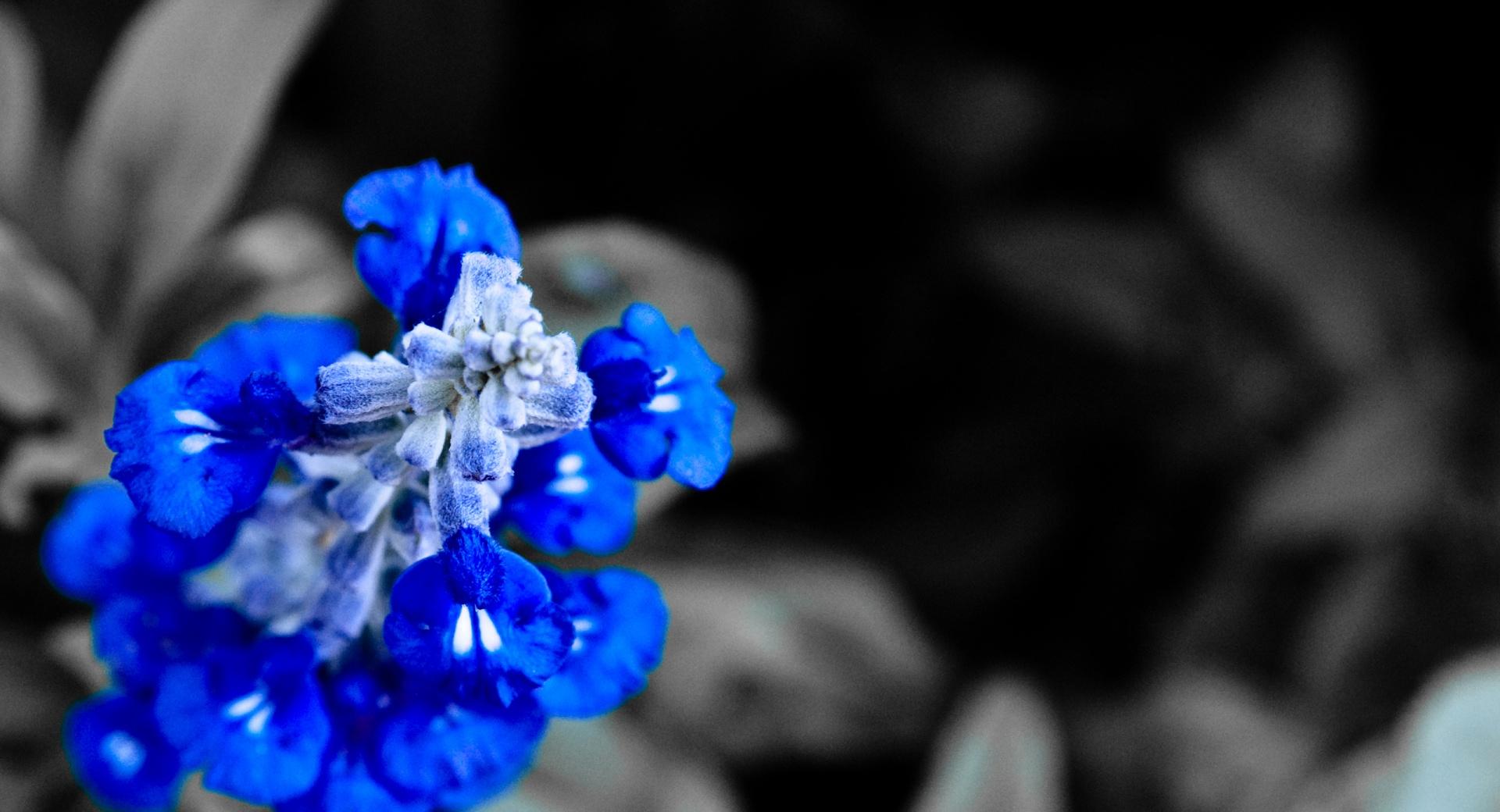 Белые и синие цветки бесплатно