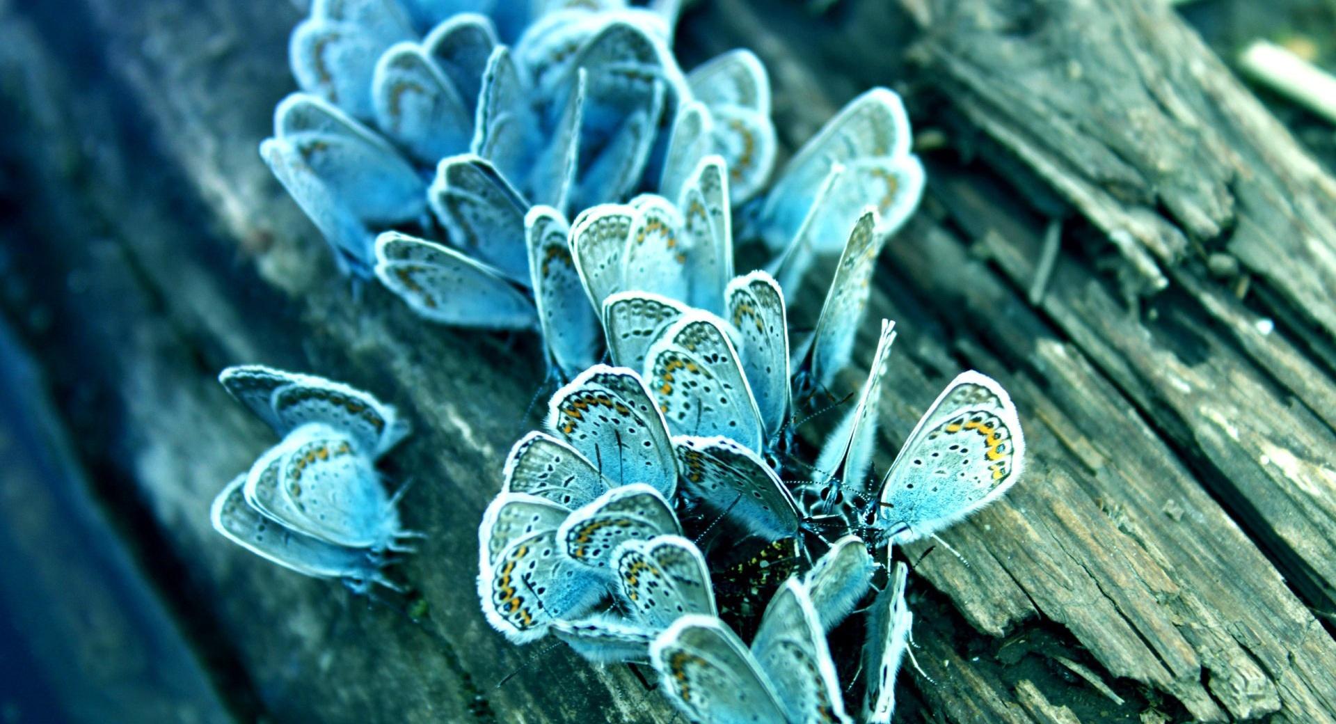 Blue Butterflies wallpapers HD quality