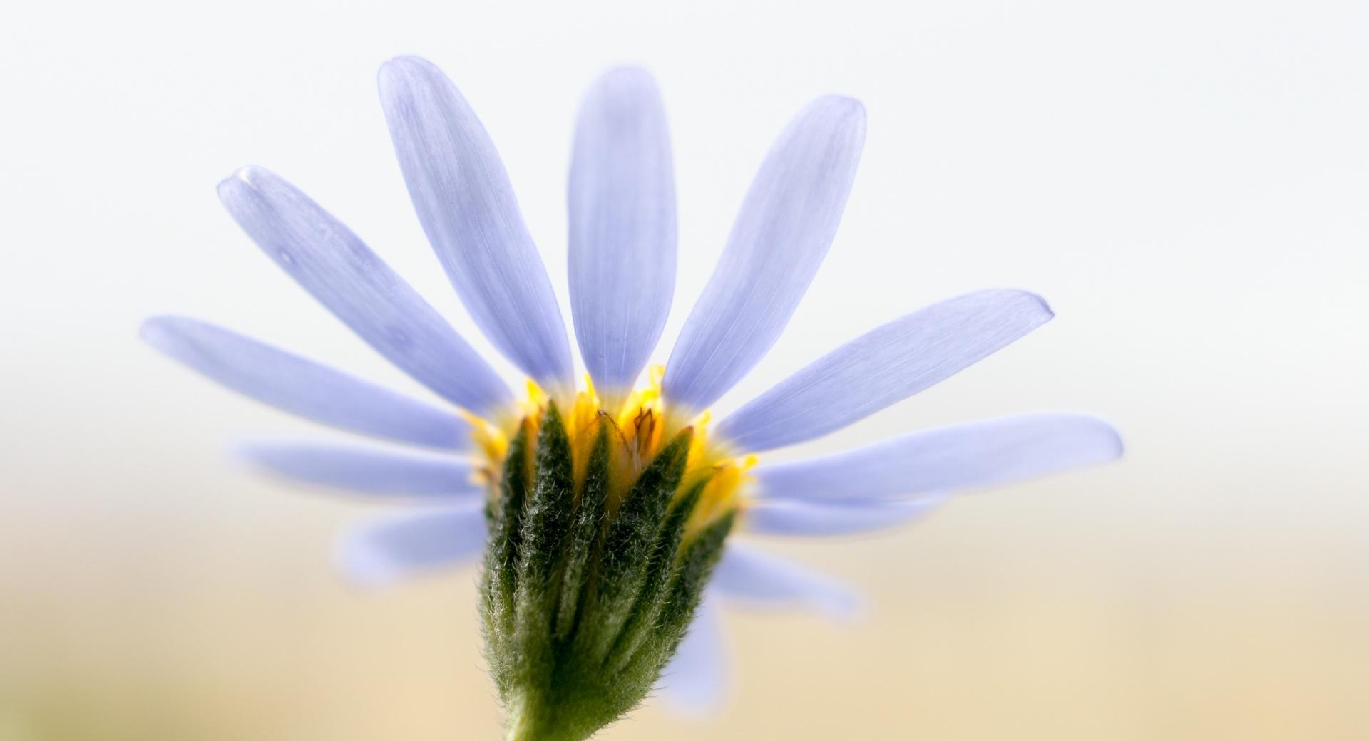Blue Daisy wallpapers HD quality