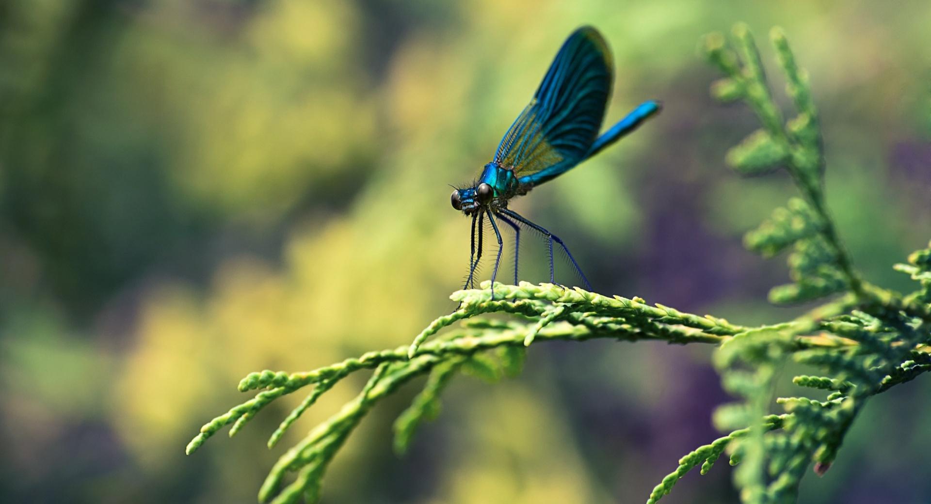 Blue Dragonfly Macro at 1600 x 1200 size wallpapers HD quality