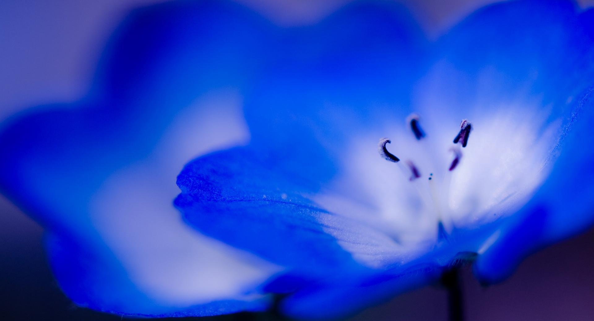 Blue Flowers Macro at 1024 x 768 size wallpapers HD quality