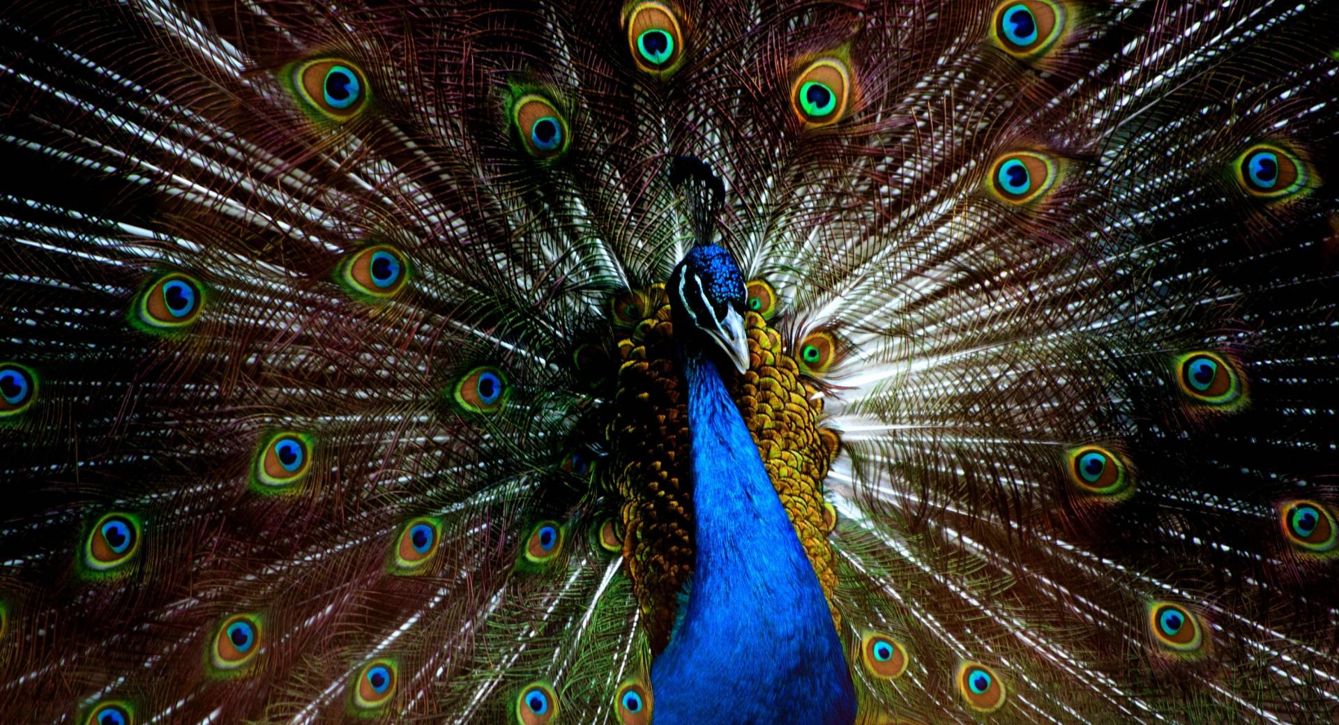 Blue Peacock at 1024 x 1024 iPad size wallpapers HD quality