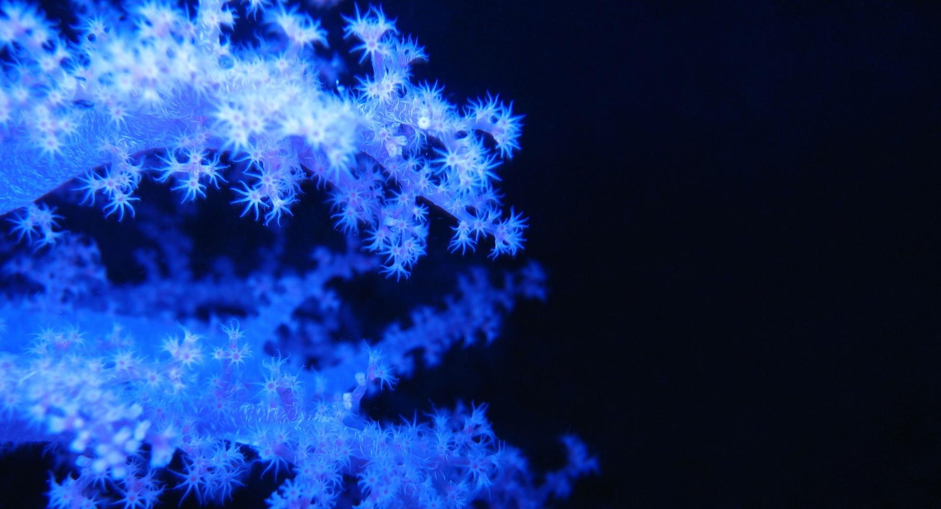 Blue Phosphorescent Corals at 320 x 480 iPhone size wallpapers HD quality