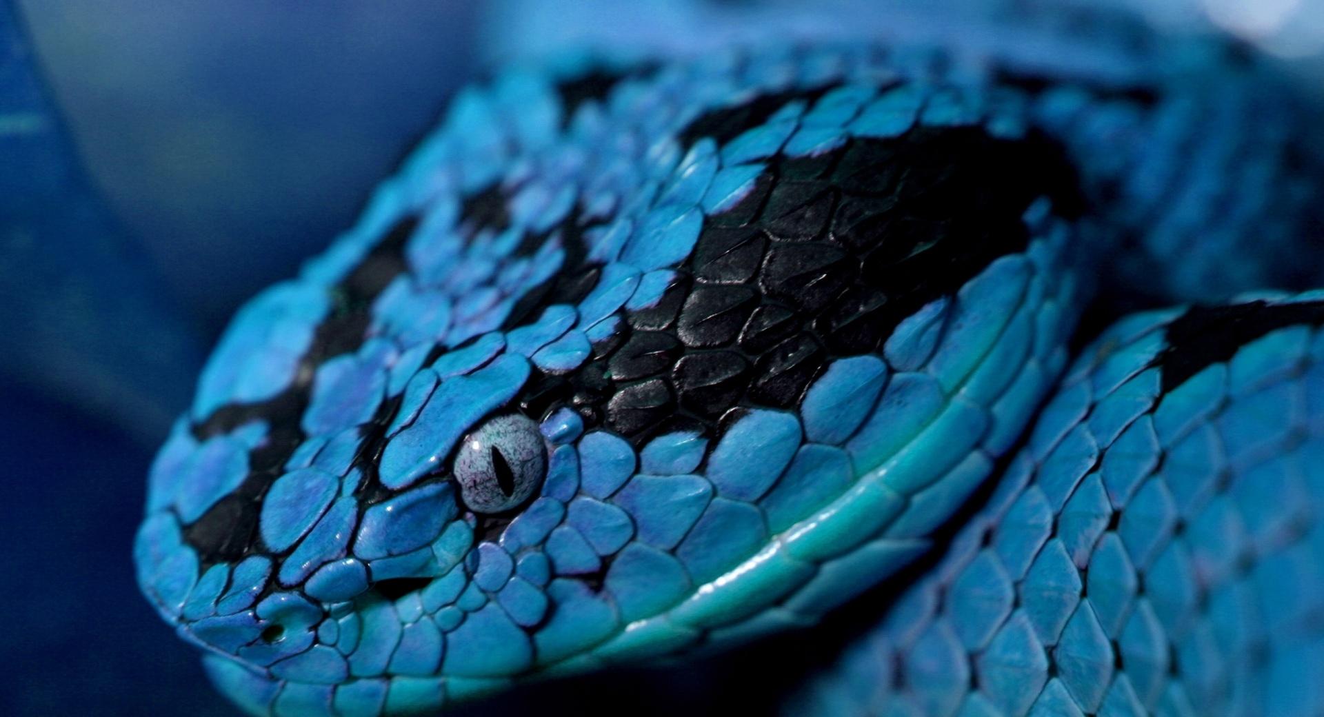Blue Snake at 640 x 960 iPhone 4 size wallpapers HD quality