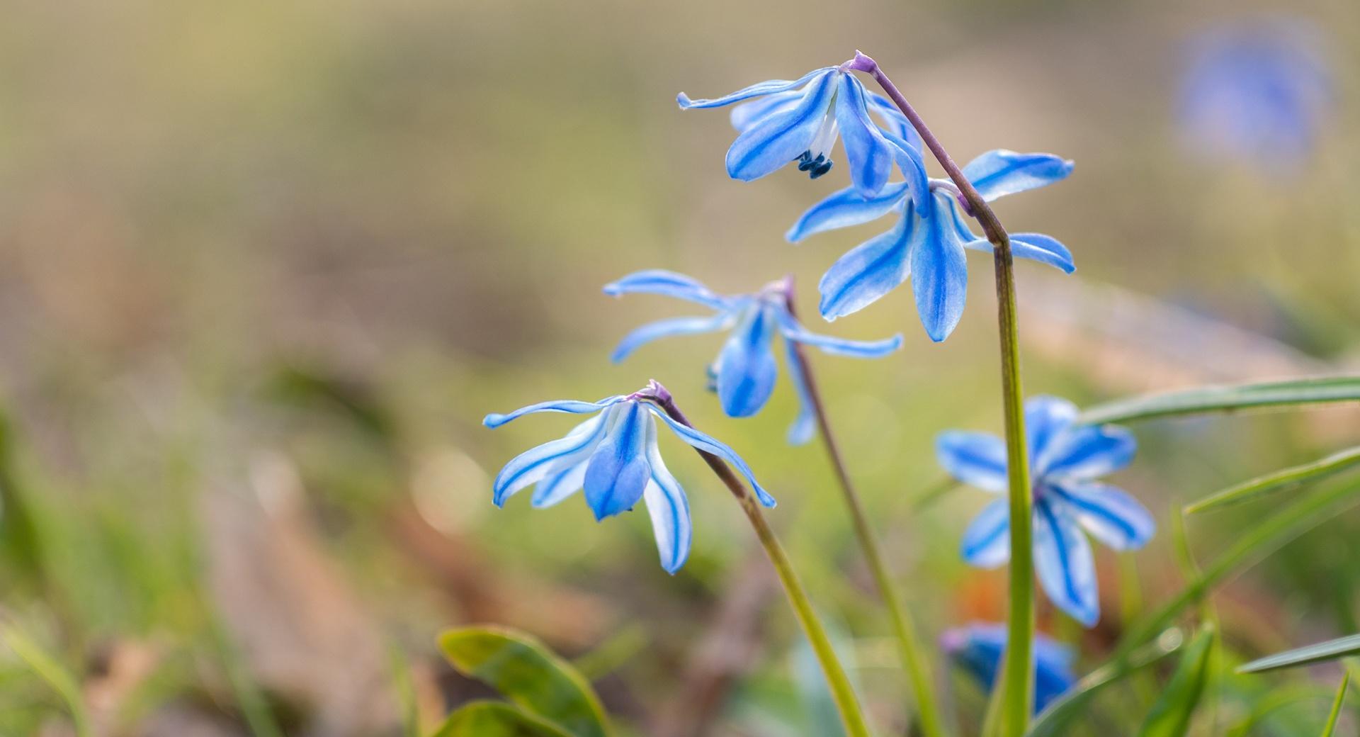 Blue Squill Flowers at 640 x 1136 iPhone 5 size wallpapers HD quality