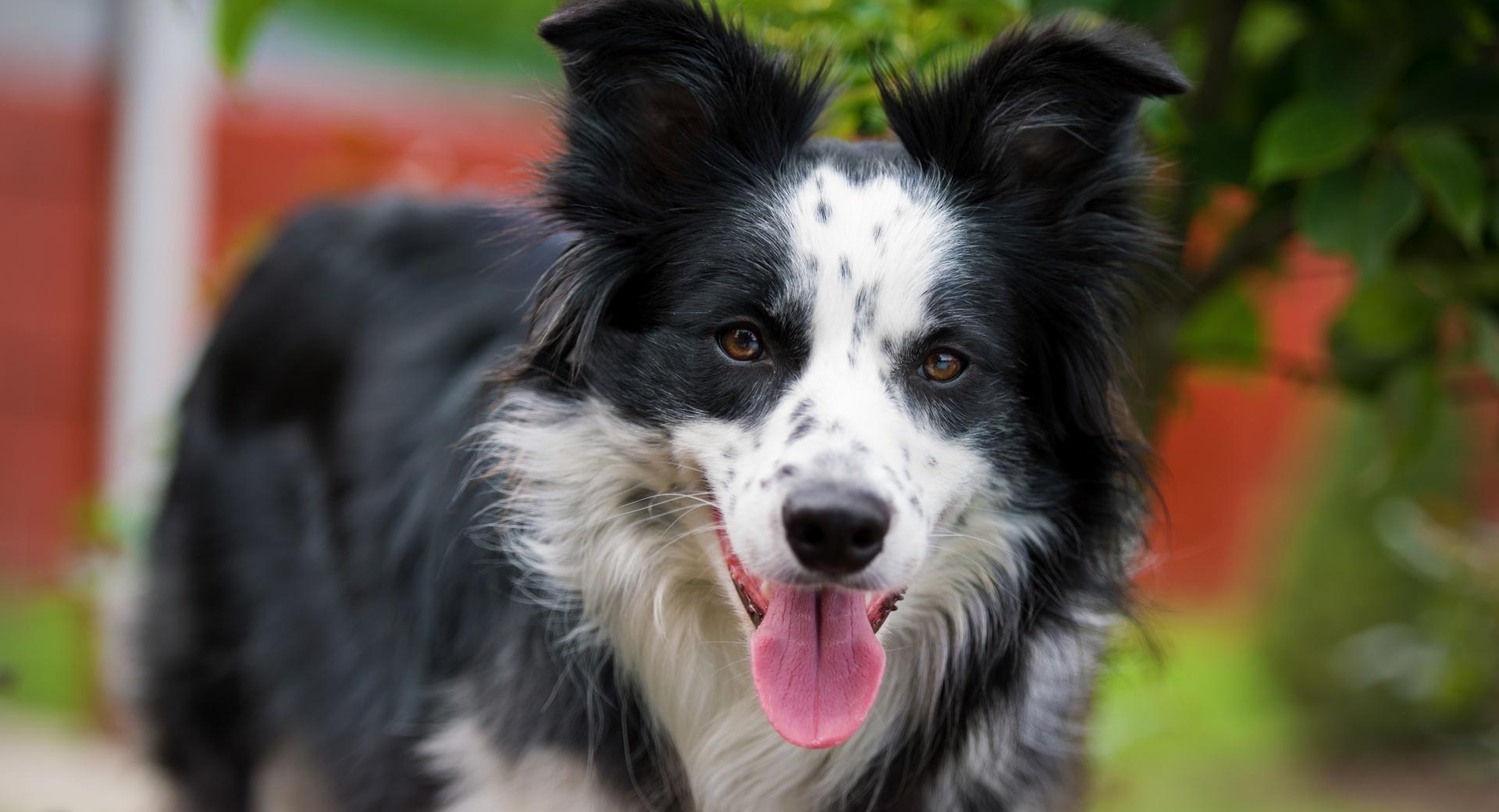 Border Collie Stare at 1600 x 1200 size wallpapers HD quality