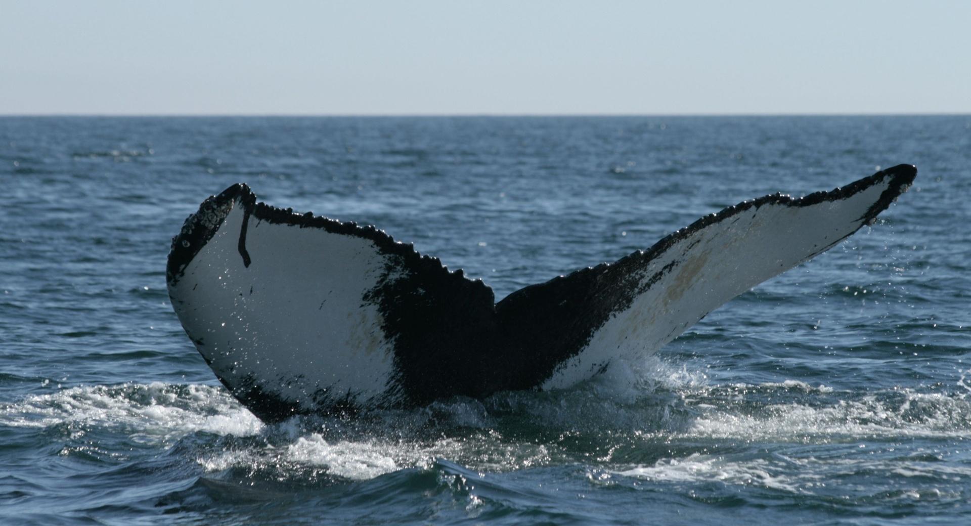 Brier Island Whale wallpapers HD quality