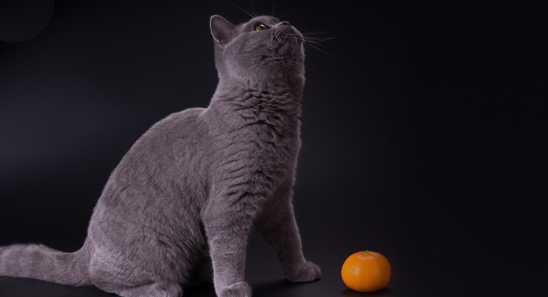 British Shorthair Blue at 750 x 1334 iPhone 6 size wallpapers HD quality