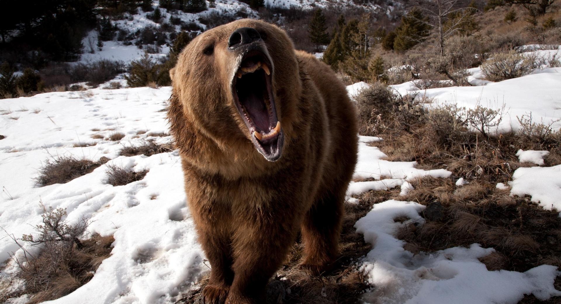 Brown Bear Roaring at 640 x 1136 iPhone 5 size wallpapers HD quality