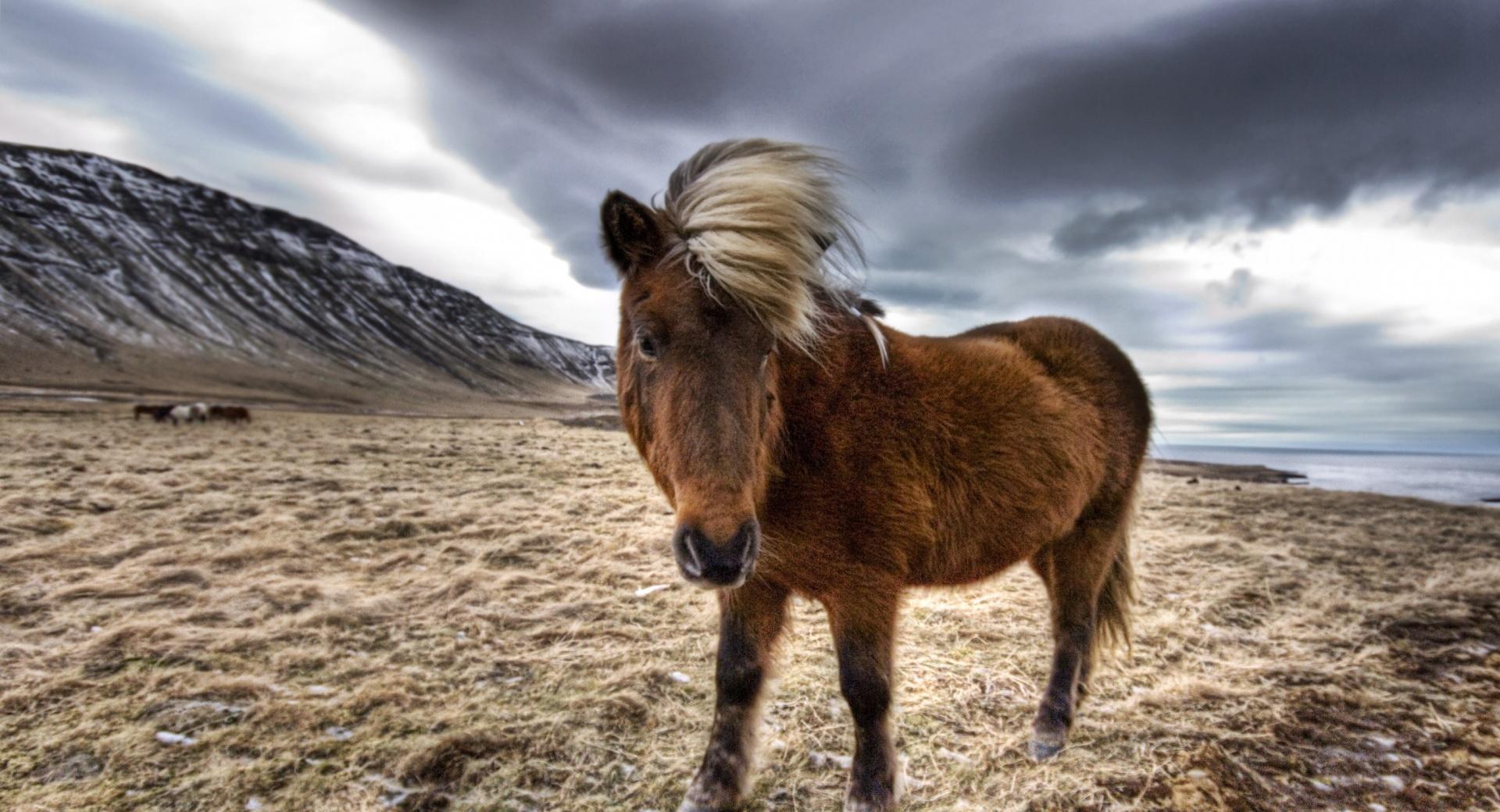 Brown Horse In Iceland wallpapers HD quality