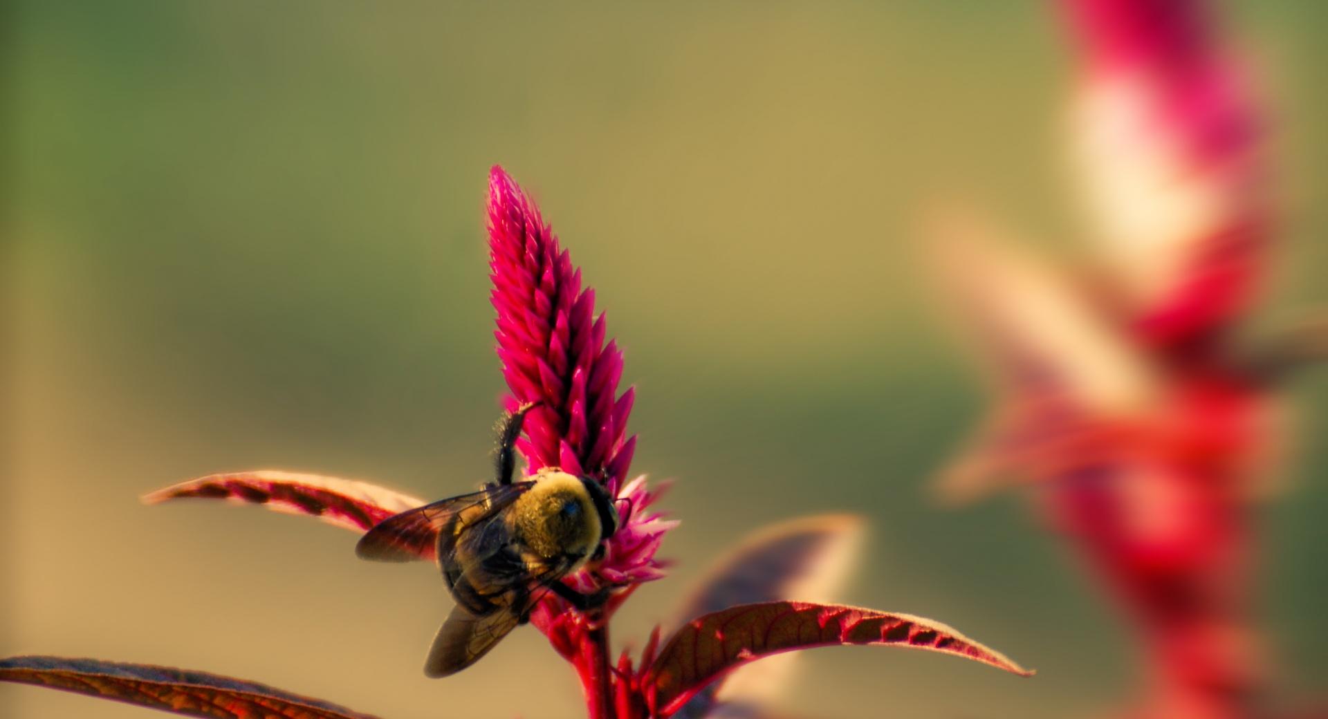 Bumble Bee Insect at 1600 x 1200 size wallpapers HD quality