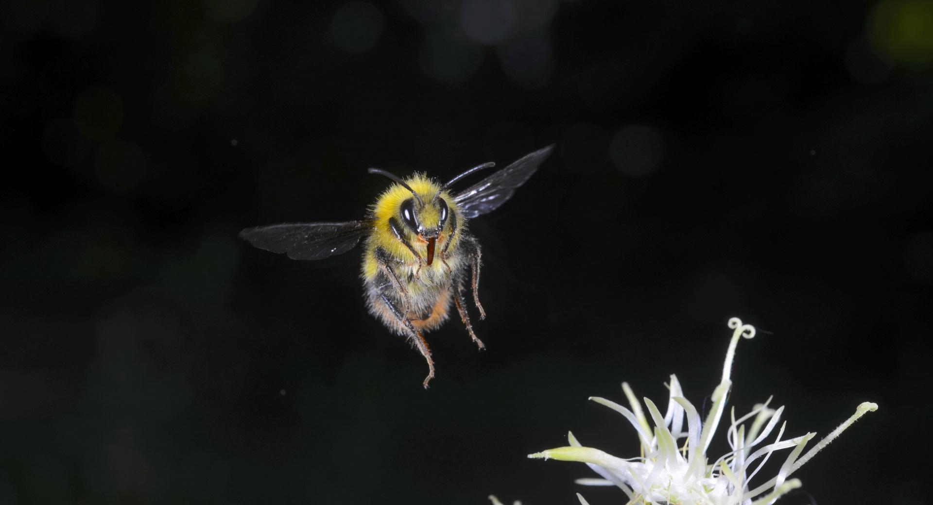 Bumblebee In Flight  Macro Photography at 320 x 480 iPhone size wallpapers HD quality