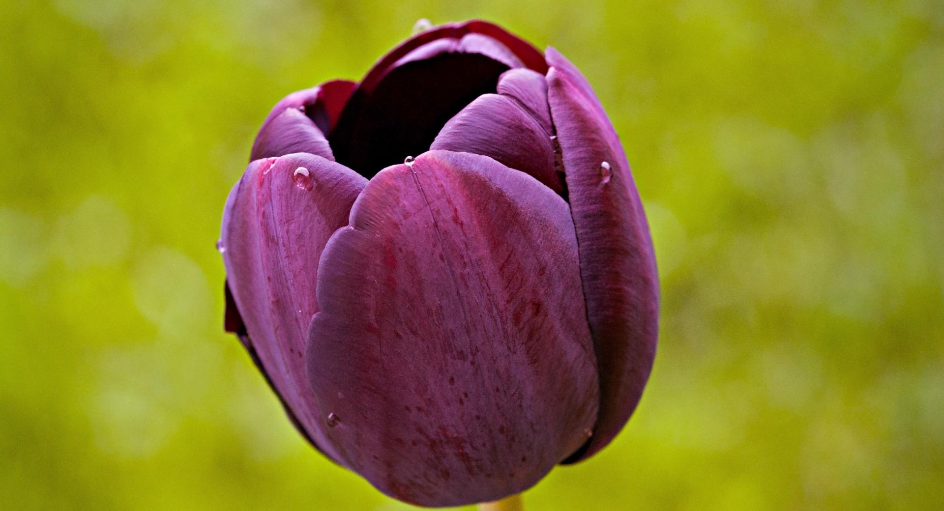 Burgundy Tulip Flower at 2048 x 2048 iPad size wallpapers HD quality