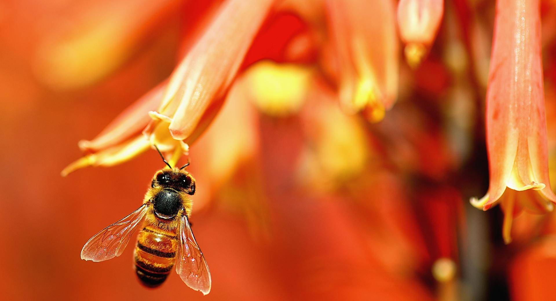 Busy Bee Working at 1152 x 864 size wallpapers HD quality