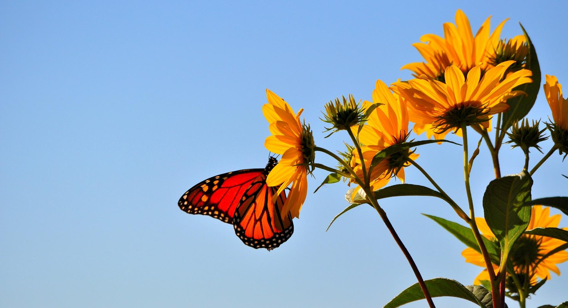 Butterfly - Illinois at 1152 x 864 size wallpapers HD quality