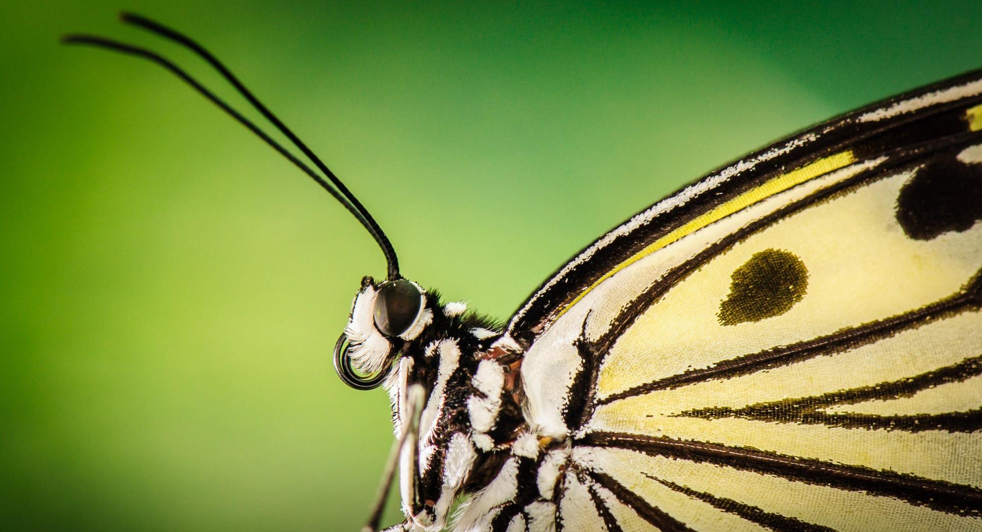 Butterfly Antennae at 1152 x 864 size wallpapers HD quality