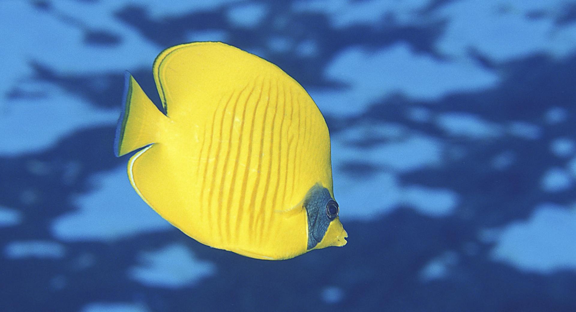 Butterfly Fish at 2560 x 1440 HD size wallpapers HD quality