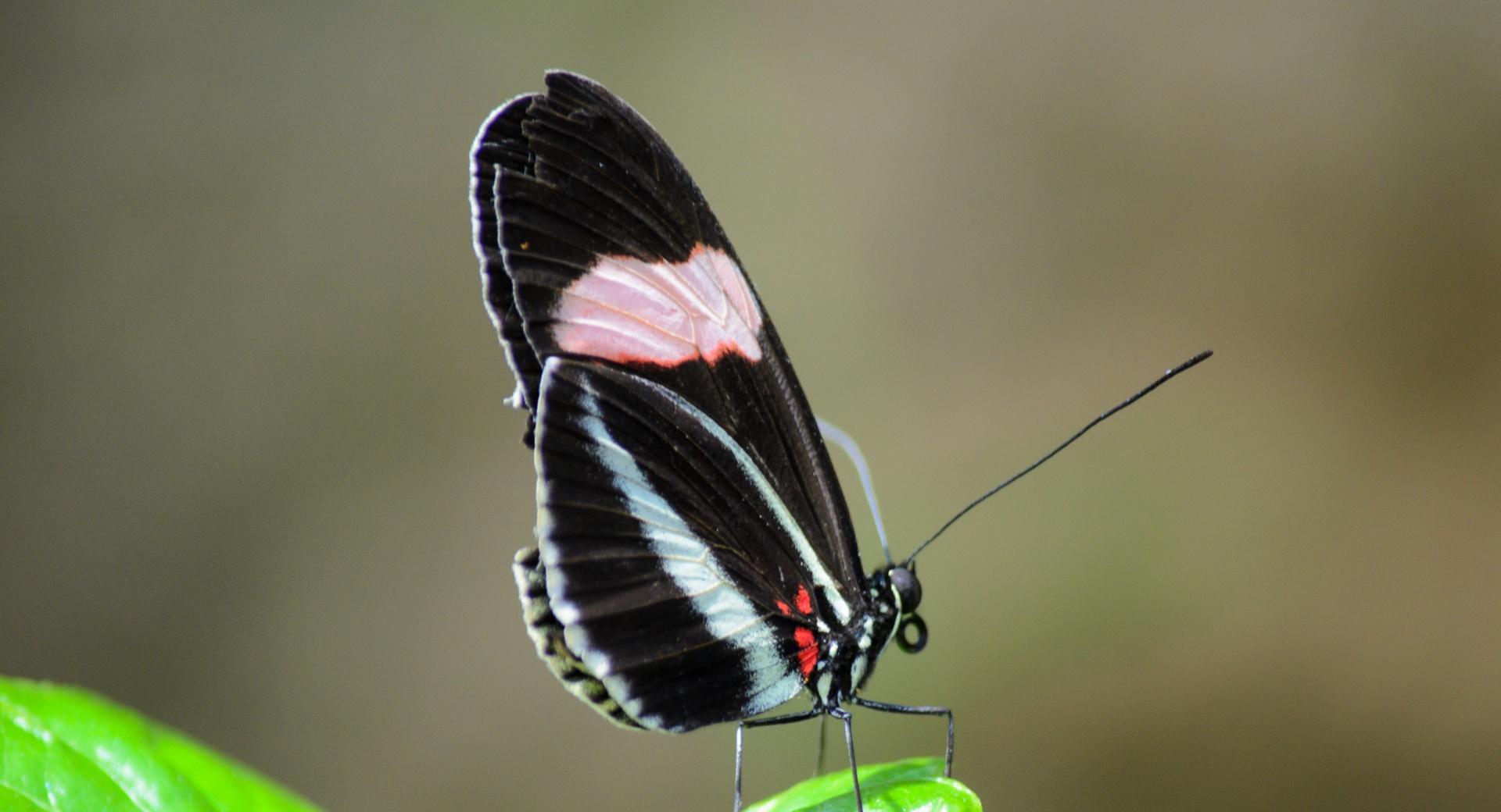 Butterfly On Leaf at 1024 x 1024 iPad size wallpapers HD quality