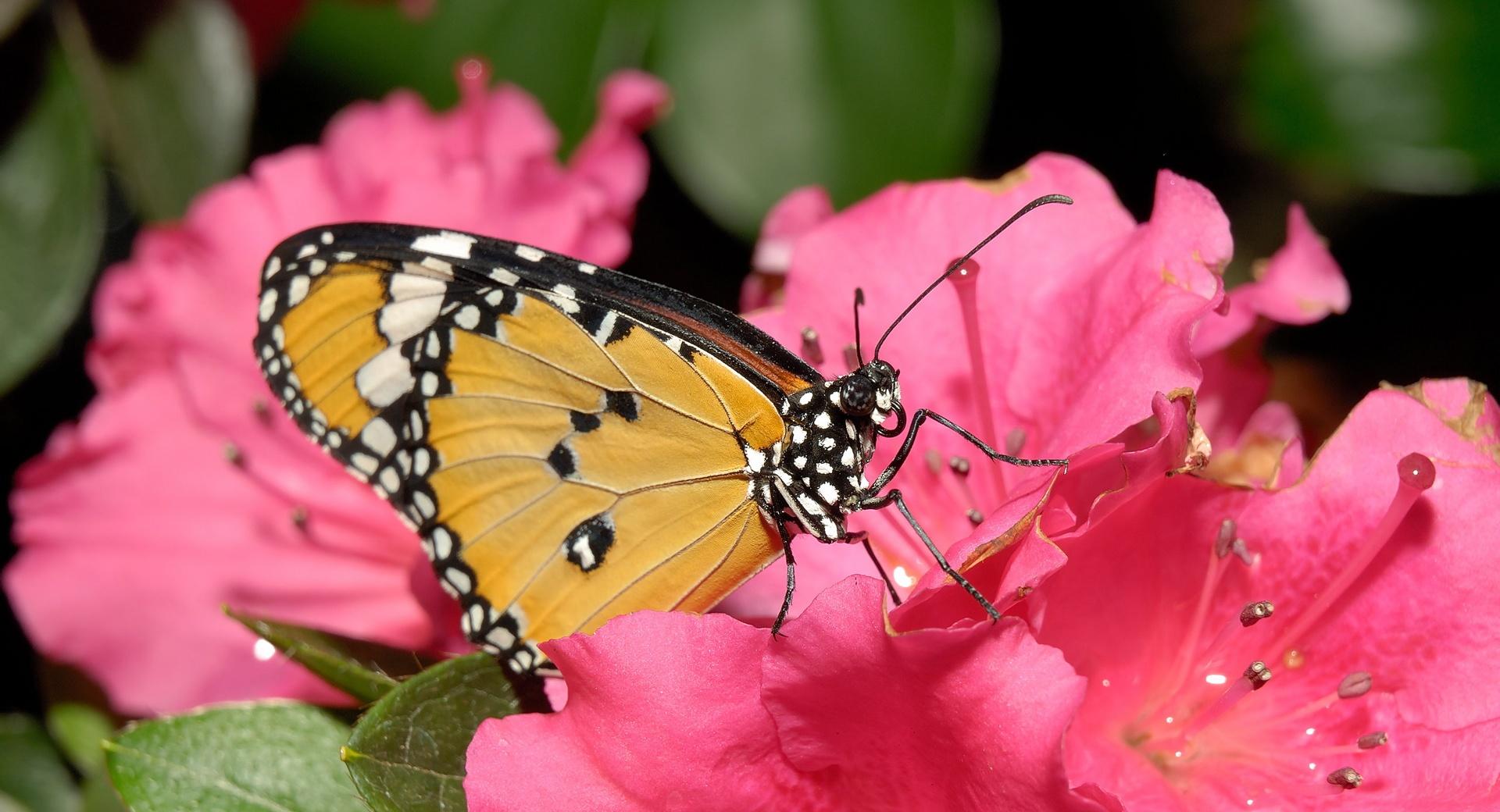 Butterfly On Pink Flower at 640 x 1136 iPhone 5 size wallpapers HD quality