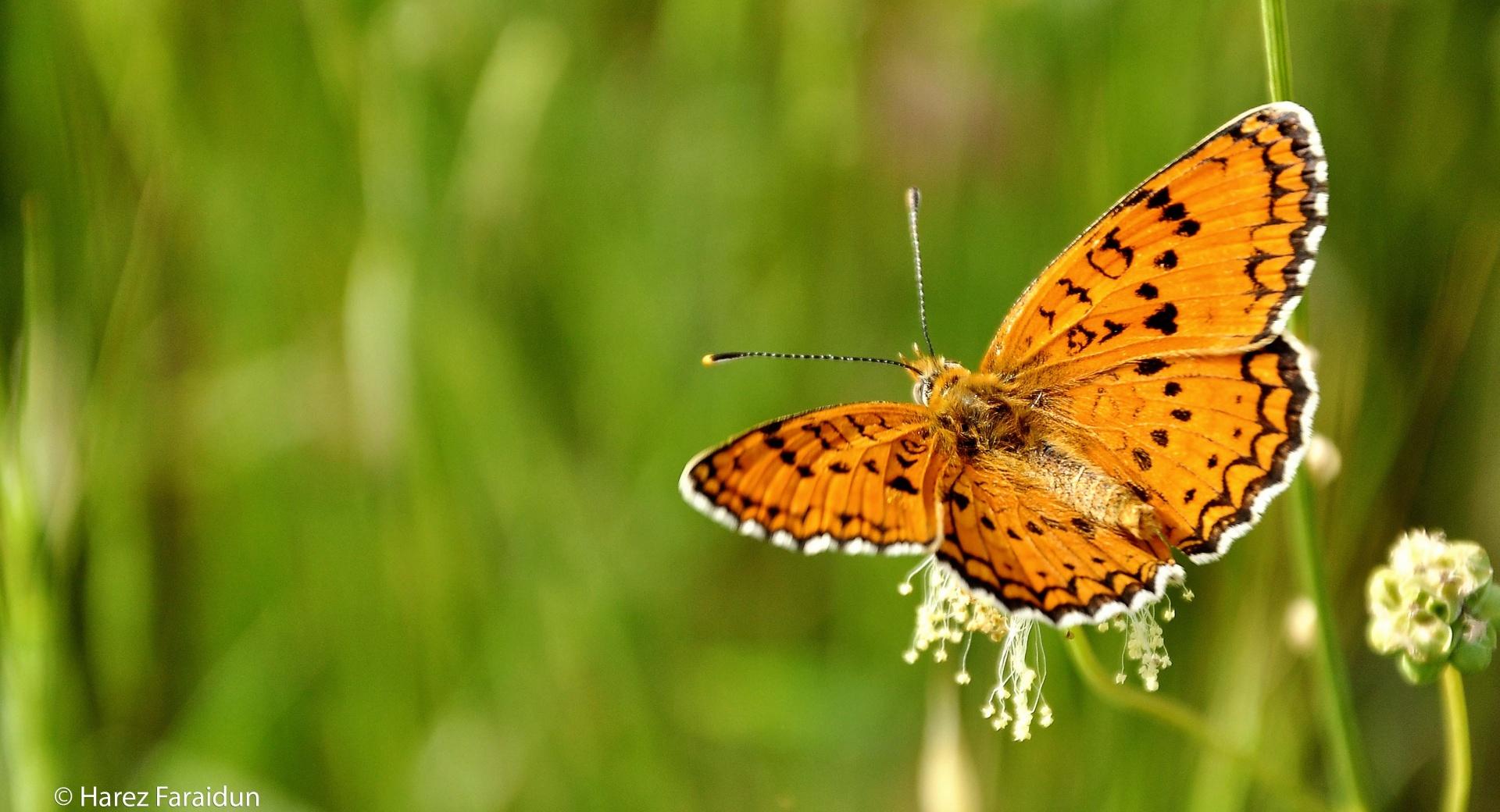 Butterfly with Kurdistan Nature wallpapers HD quality