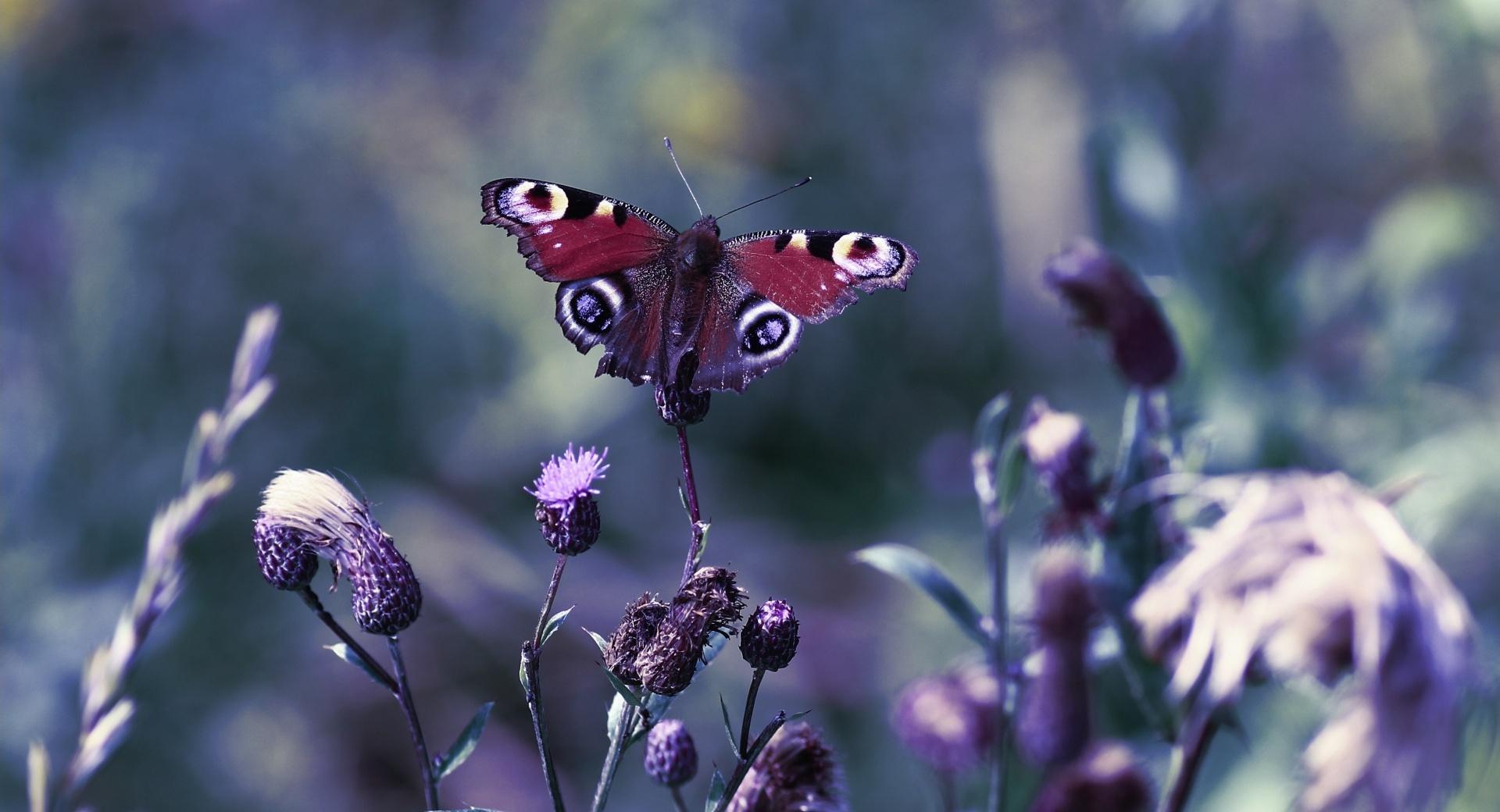 Butterfly With Open Wings wallpapers HD quality