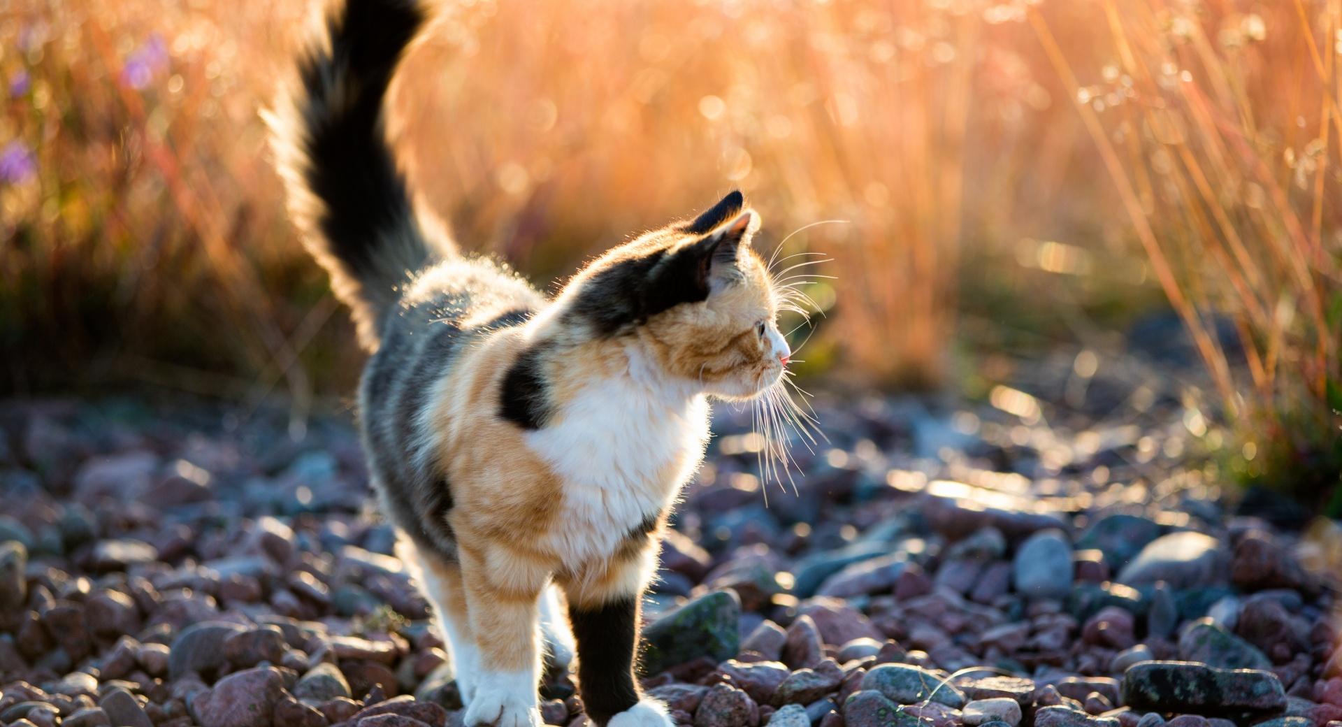 Calico Kitten Outside at 1152 x 864 size wallpapers HD quality